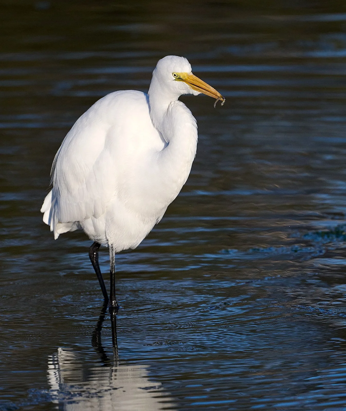 Great Egret