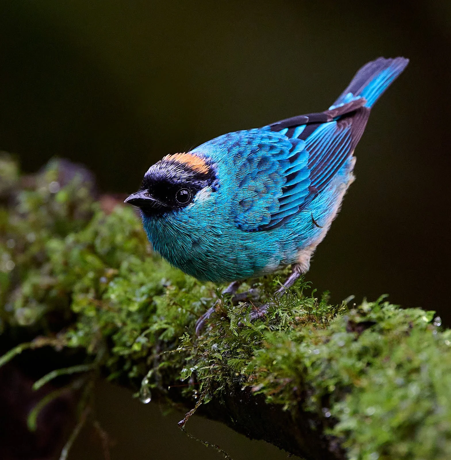 Golden-naped Tanager