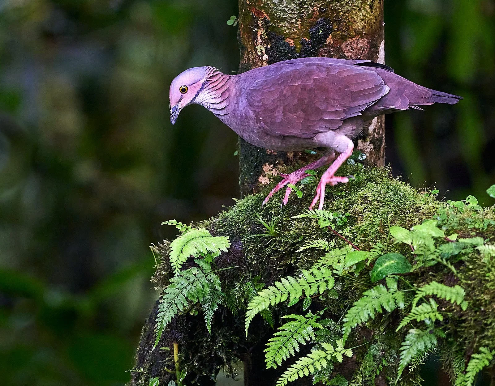 White-throated Quail-dove