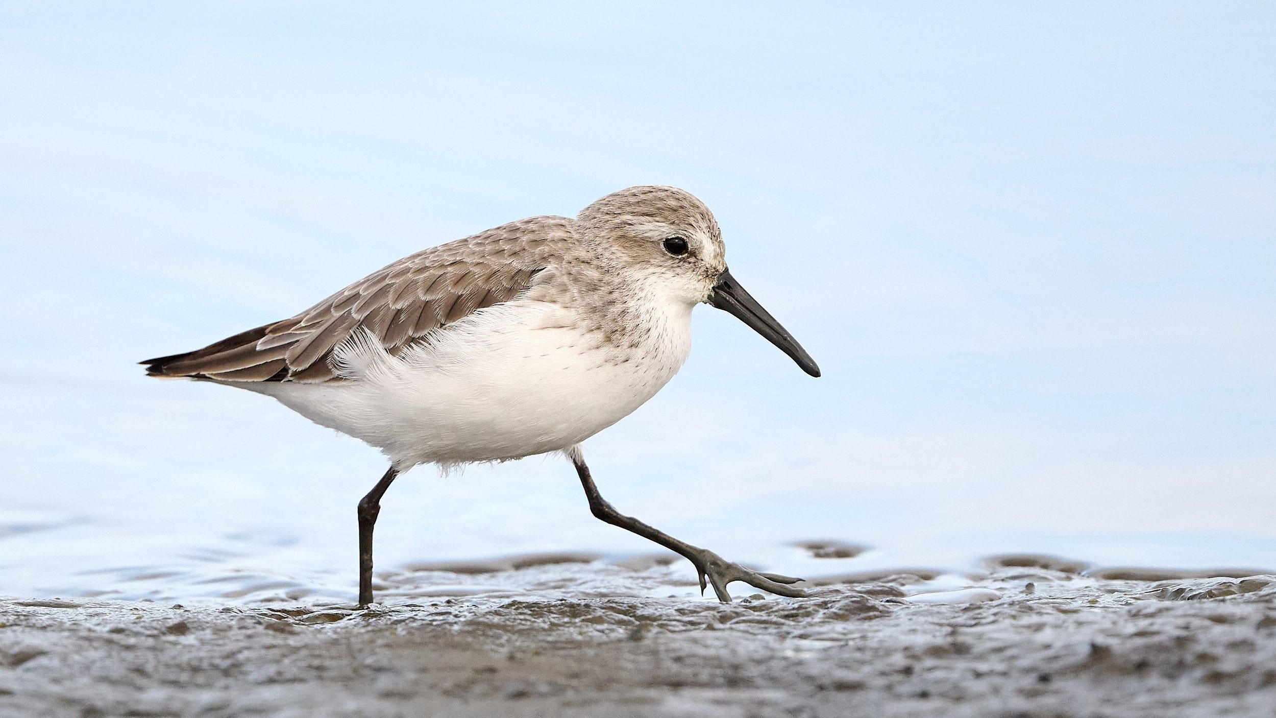 Western Sandpiper