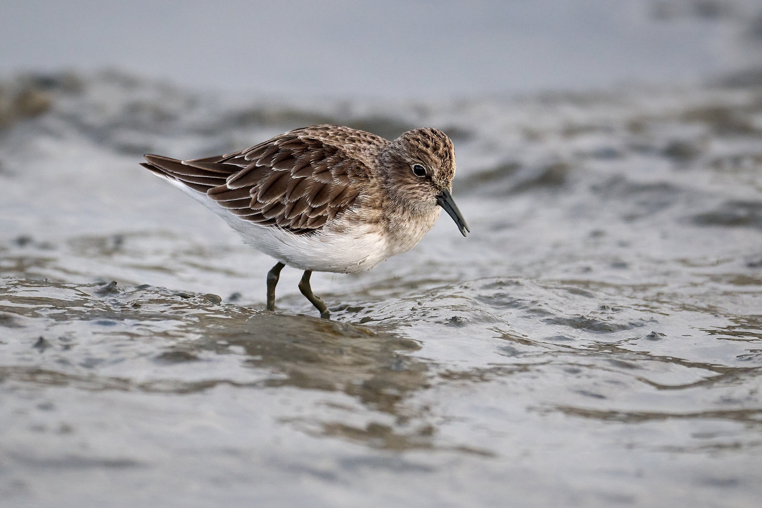 Western Sandpiper