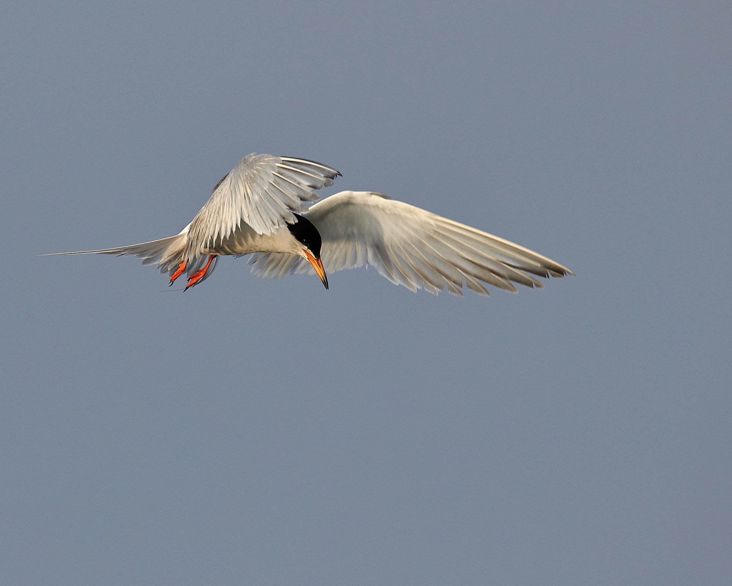 Foster's Tern