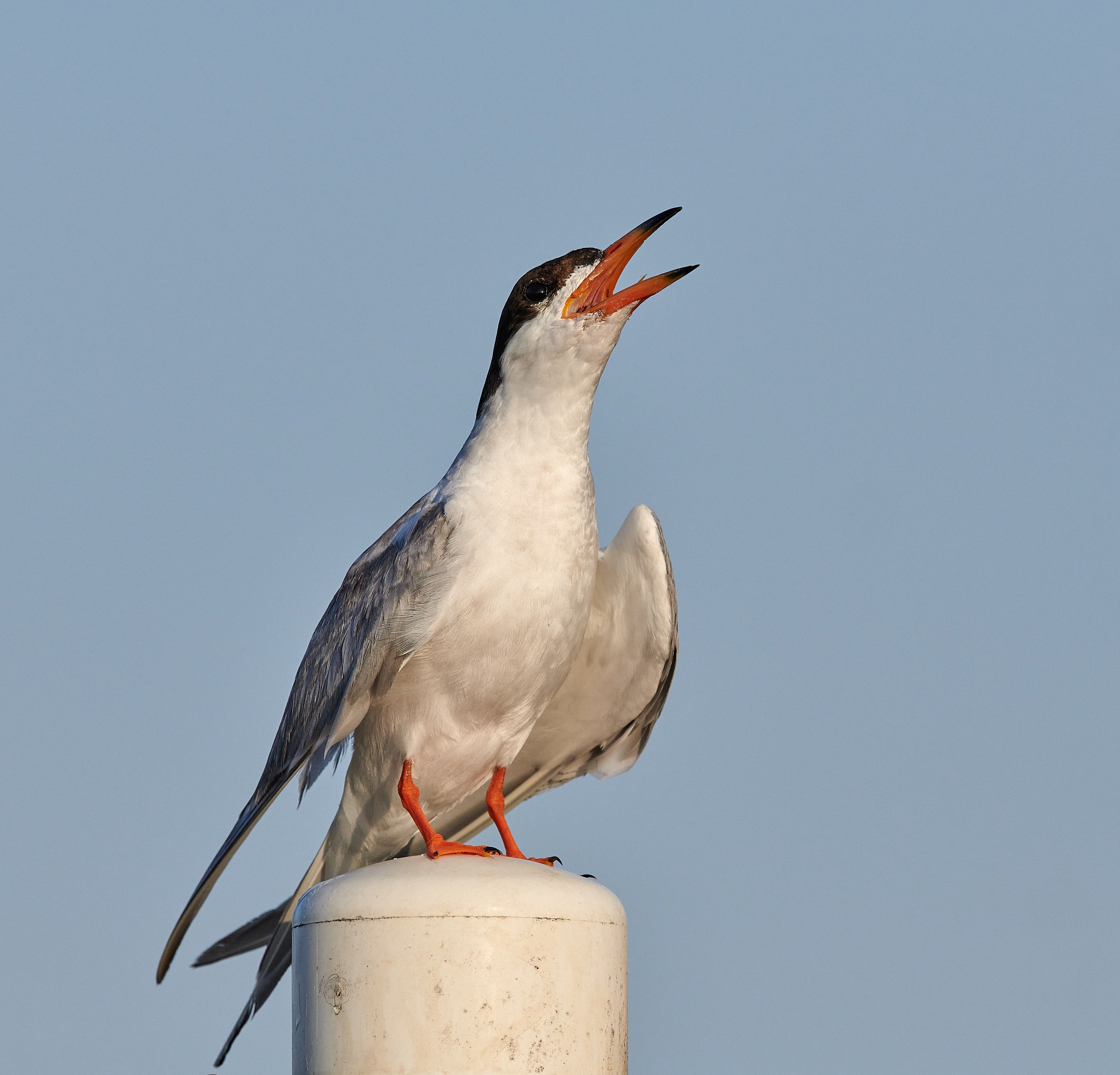 Foster's Tern