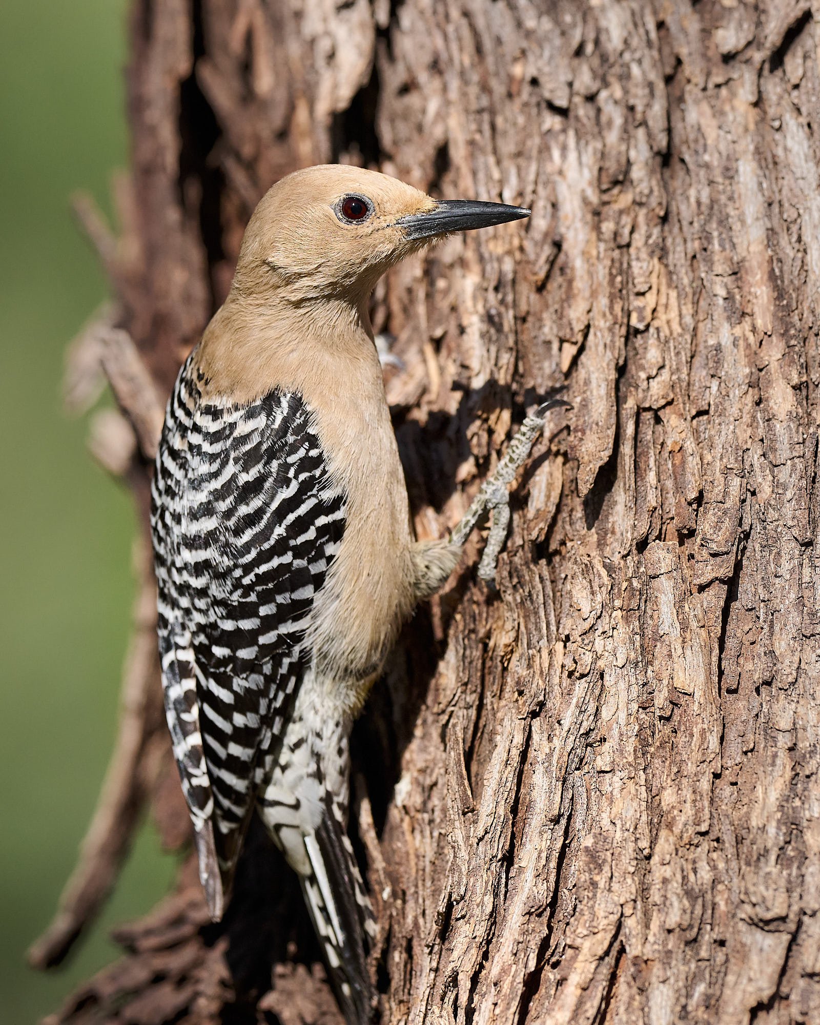 Gila Woodpecker