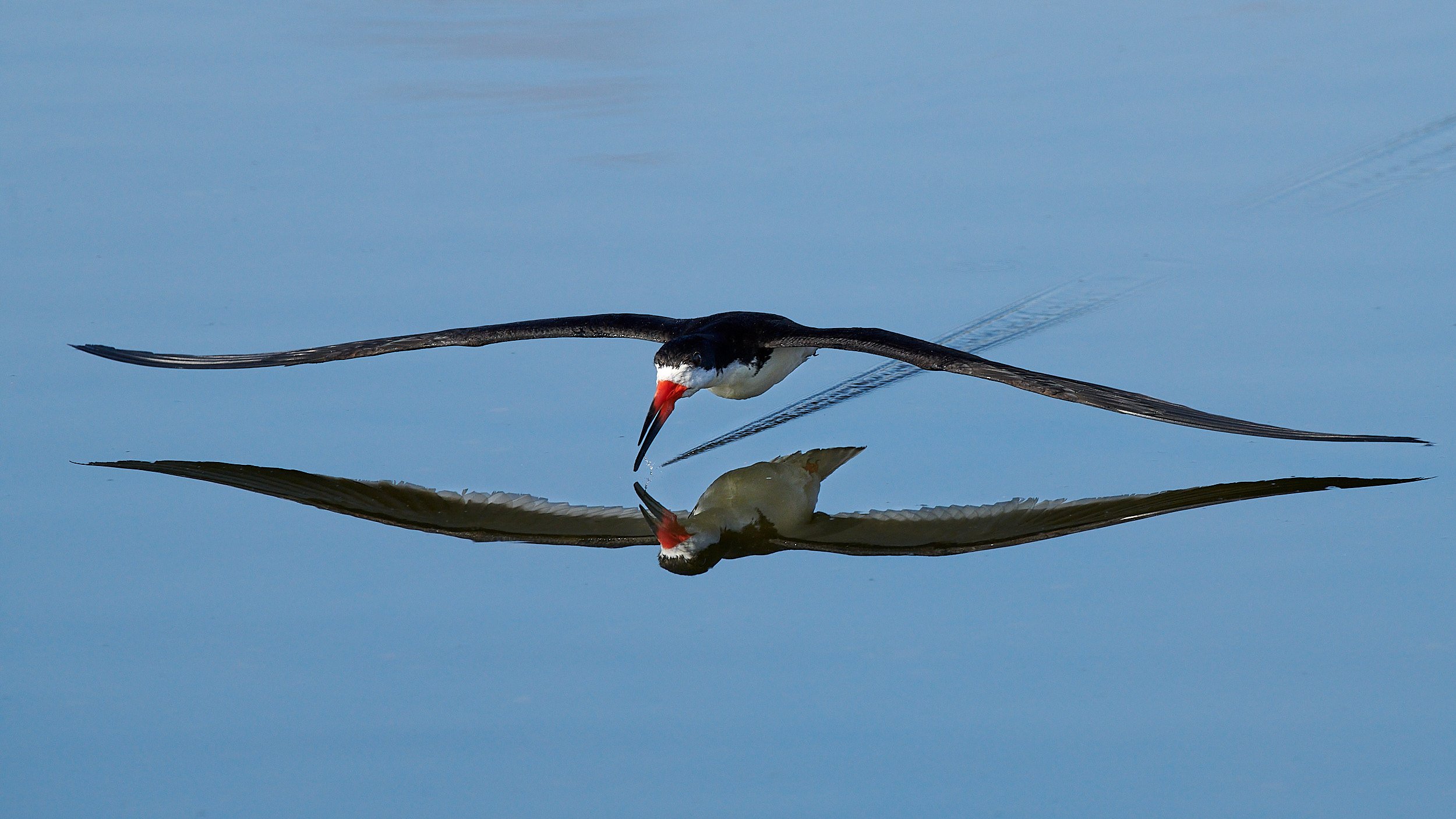 Black Skimmer