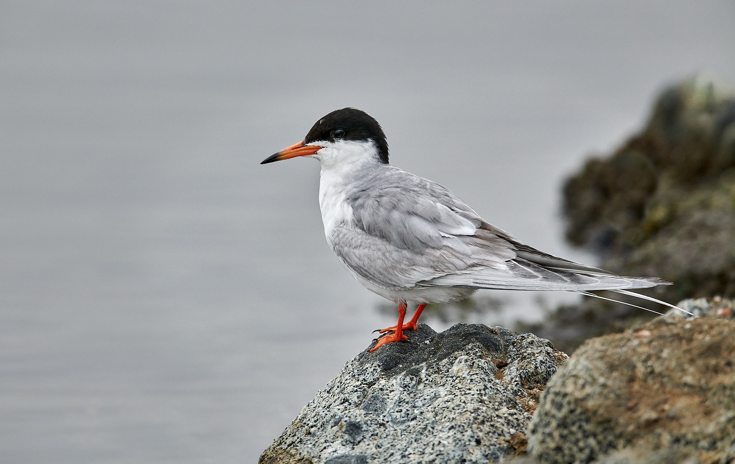 Foster's Tern