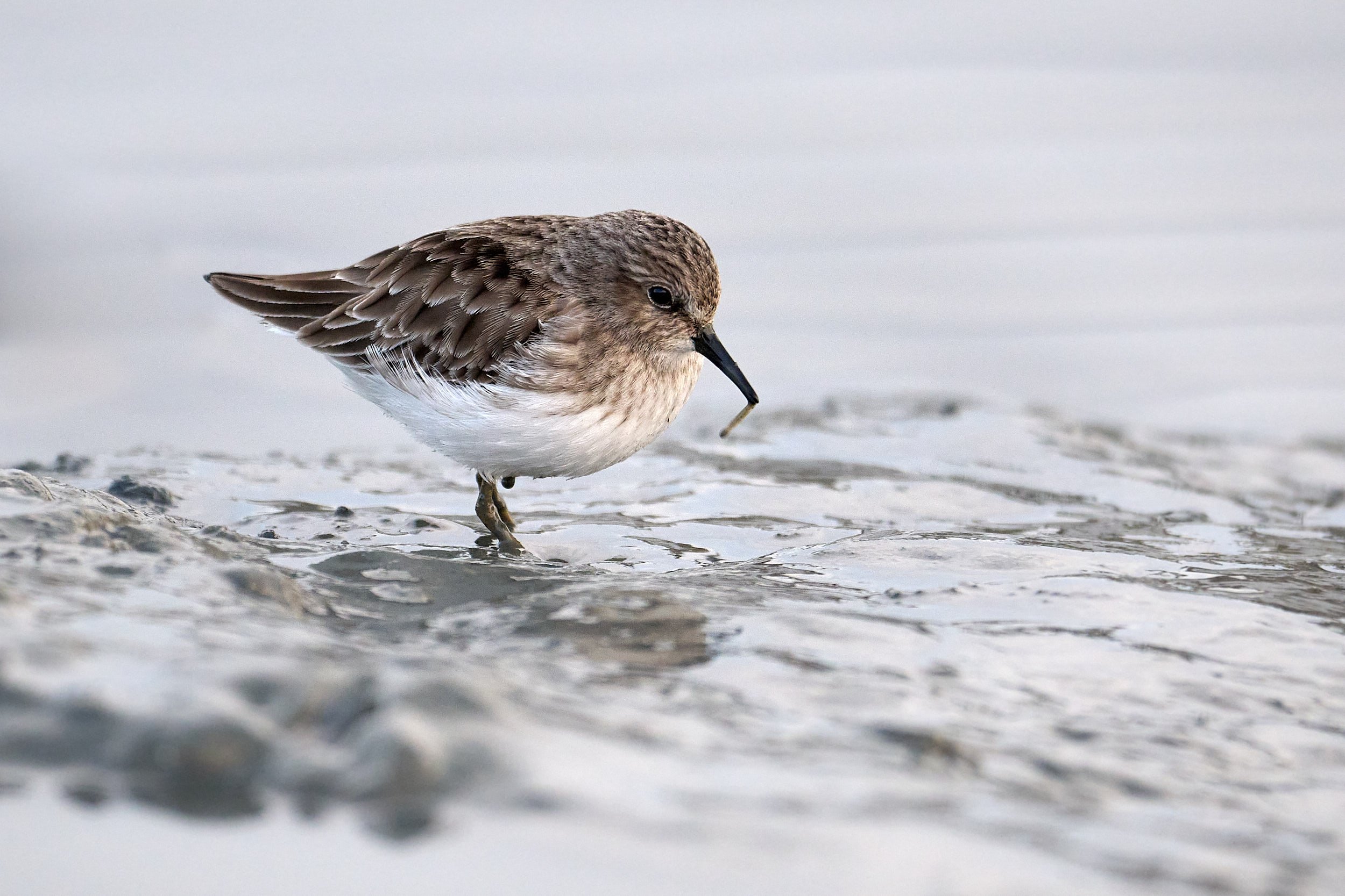 Western Sandpiper