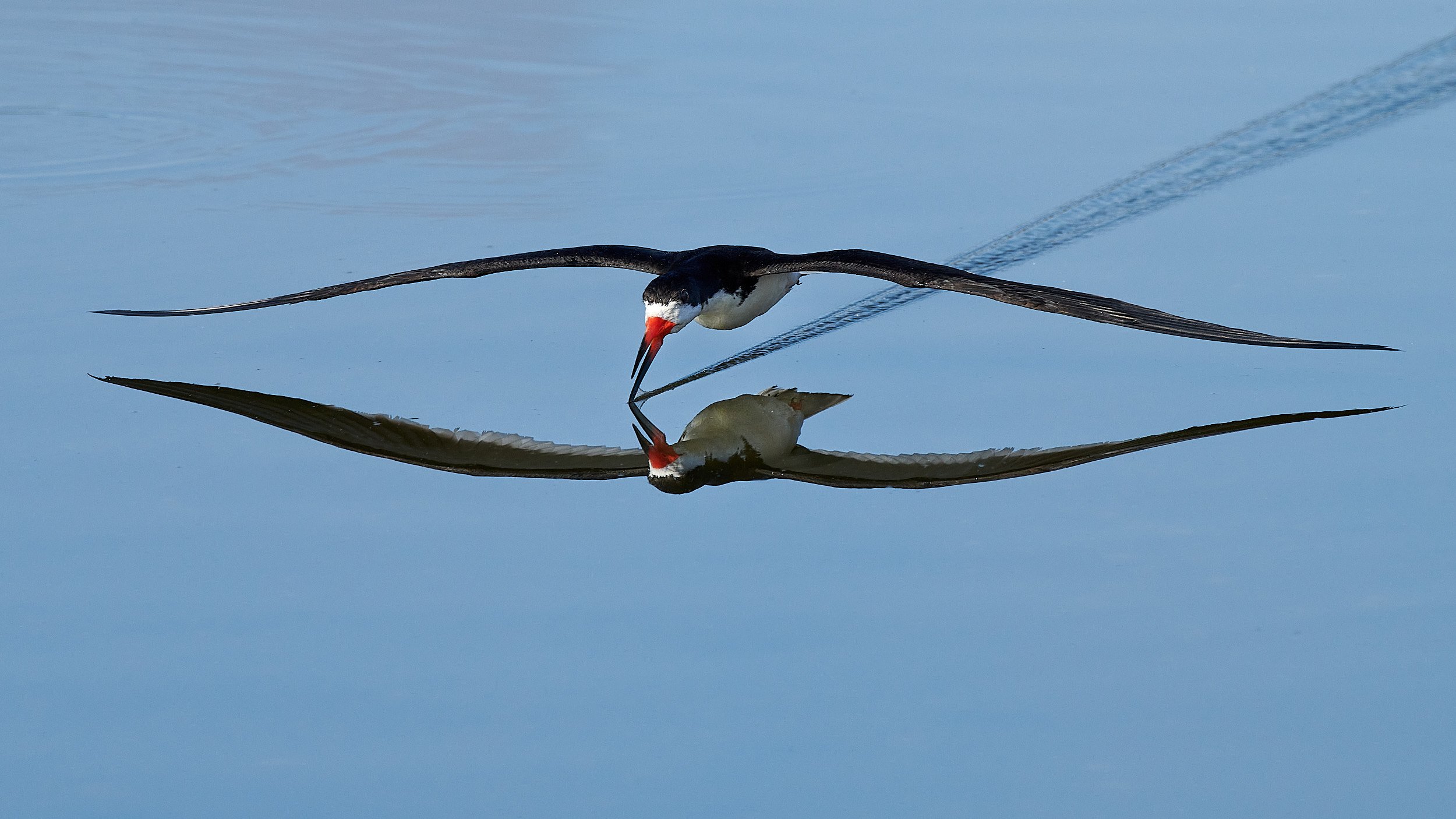 Black Skimmer