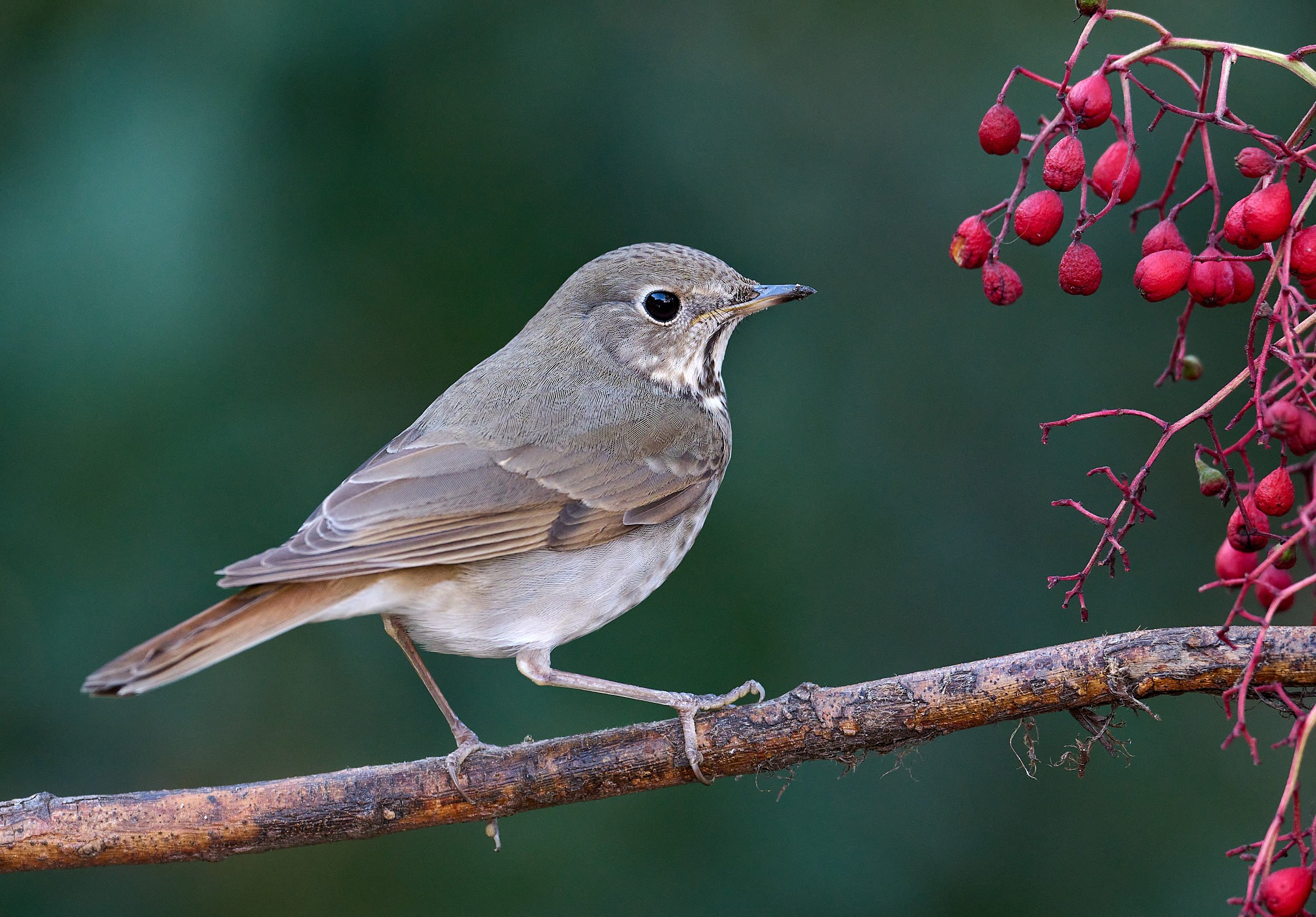 Hermit Thrush