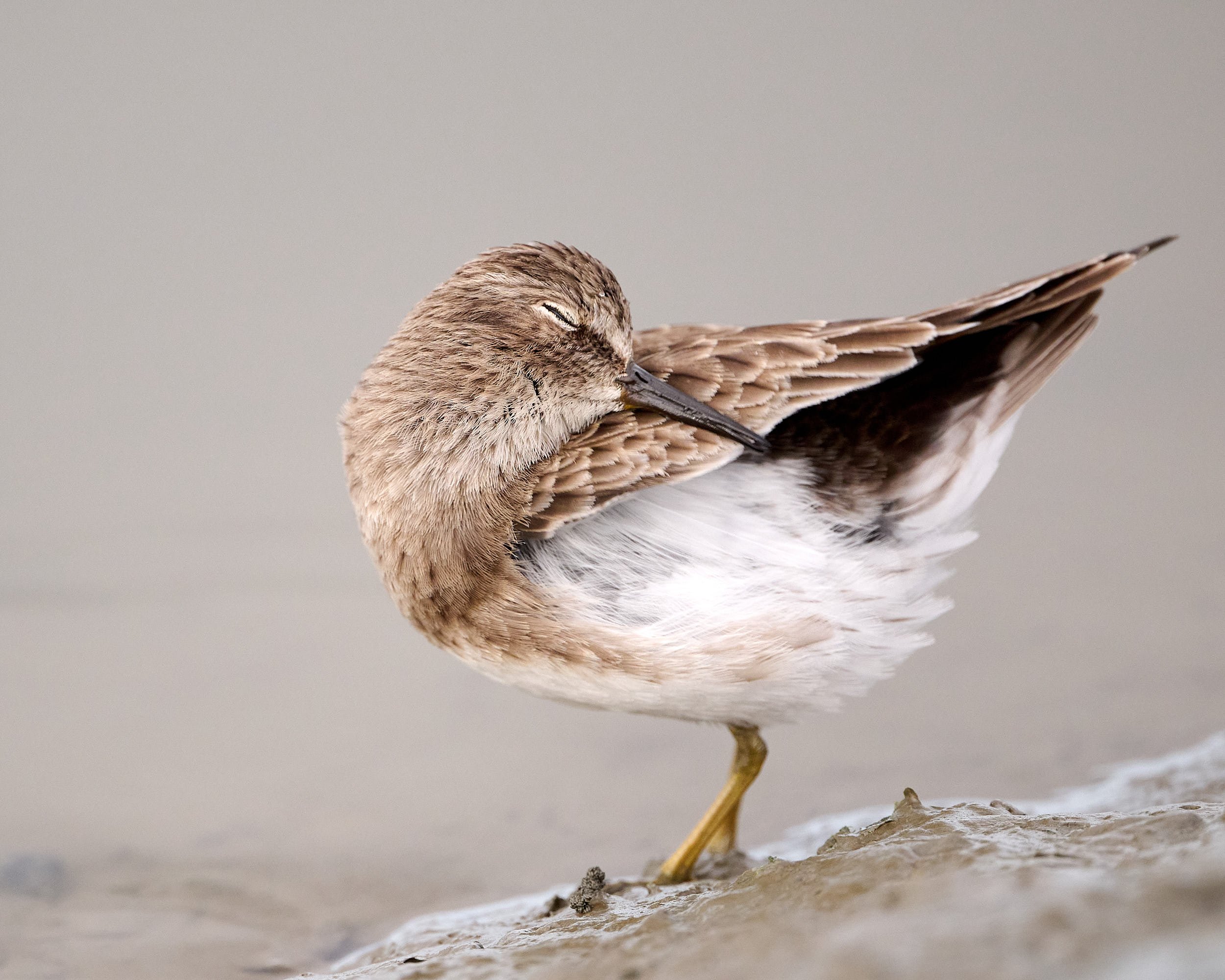 Least Sandpiper