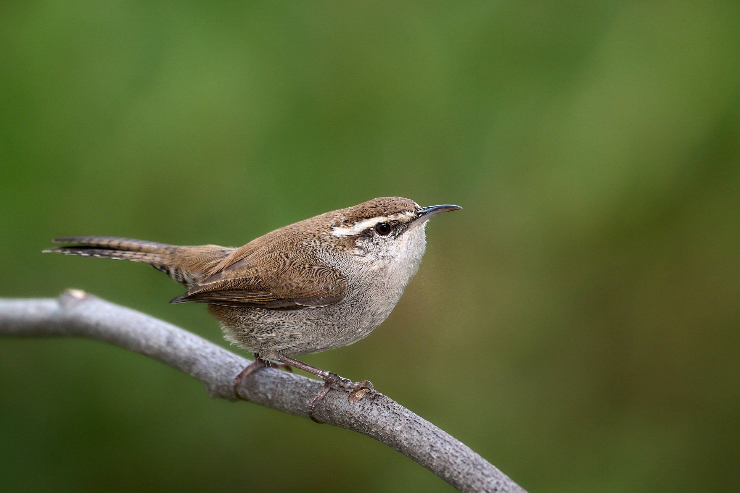 Bewick's Wren