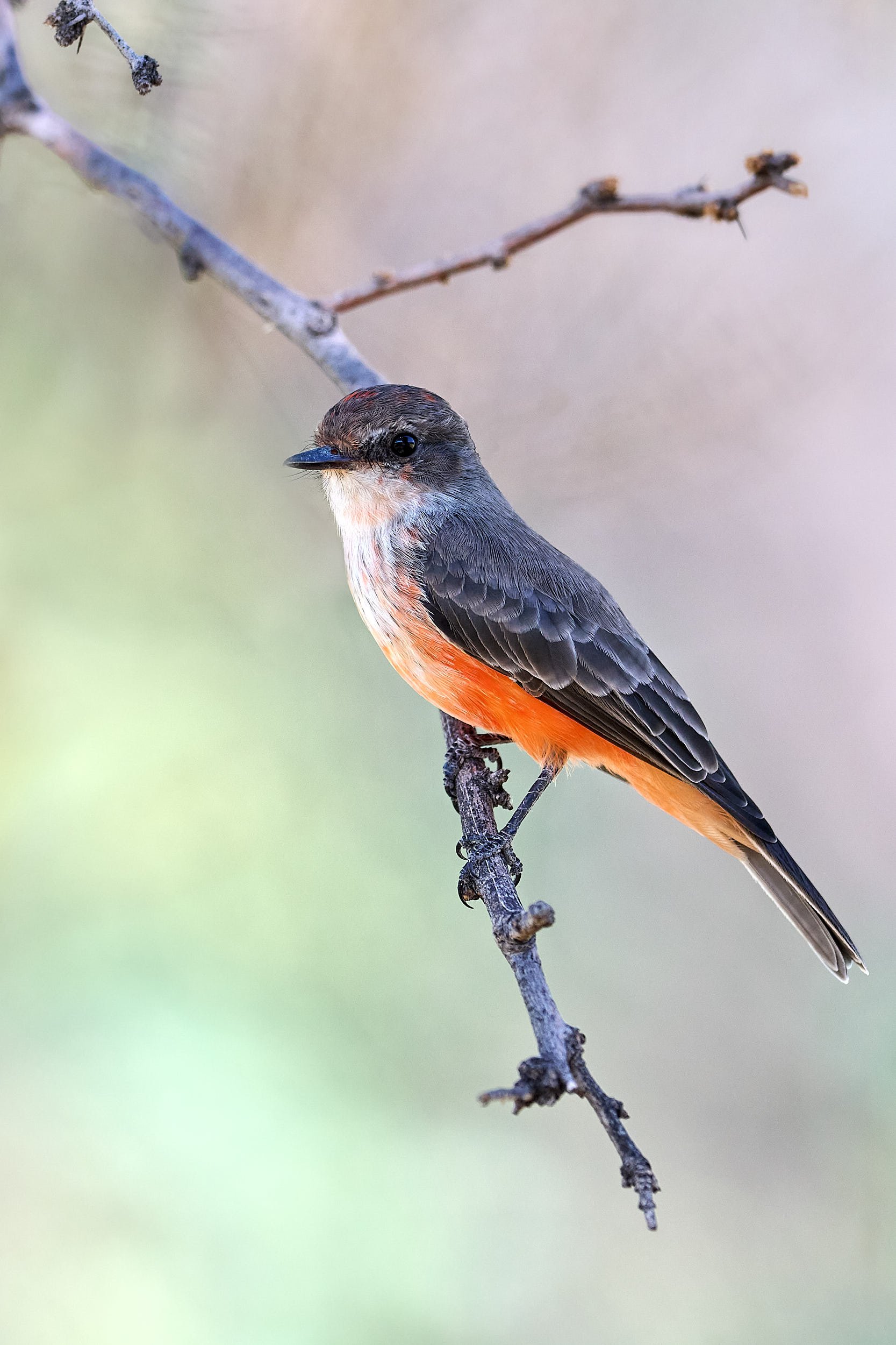 Vermillion Flycatcher