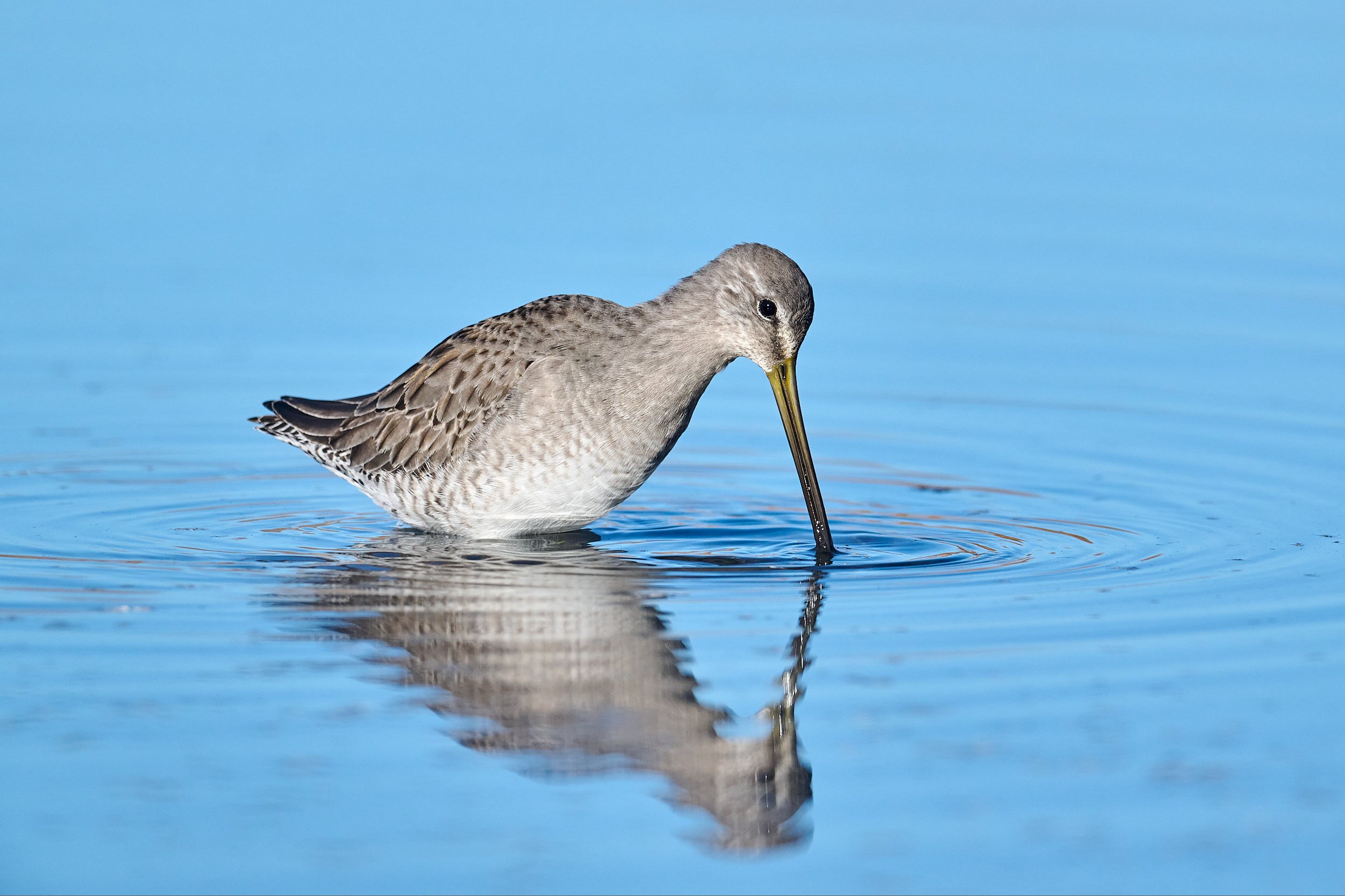 Long-billed Dowitcher