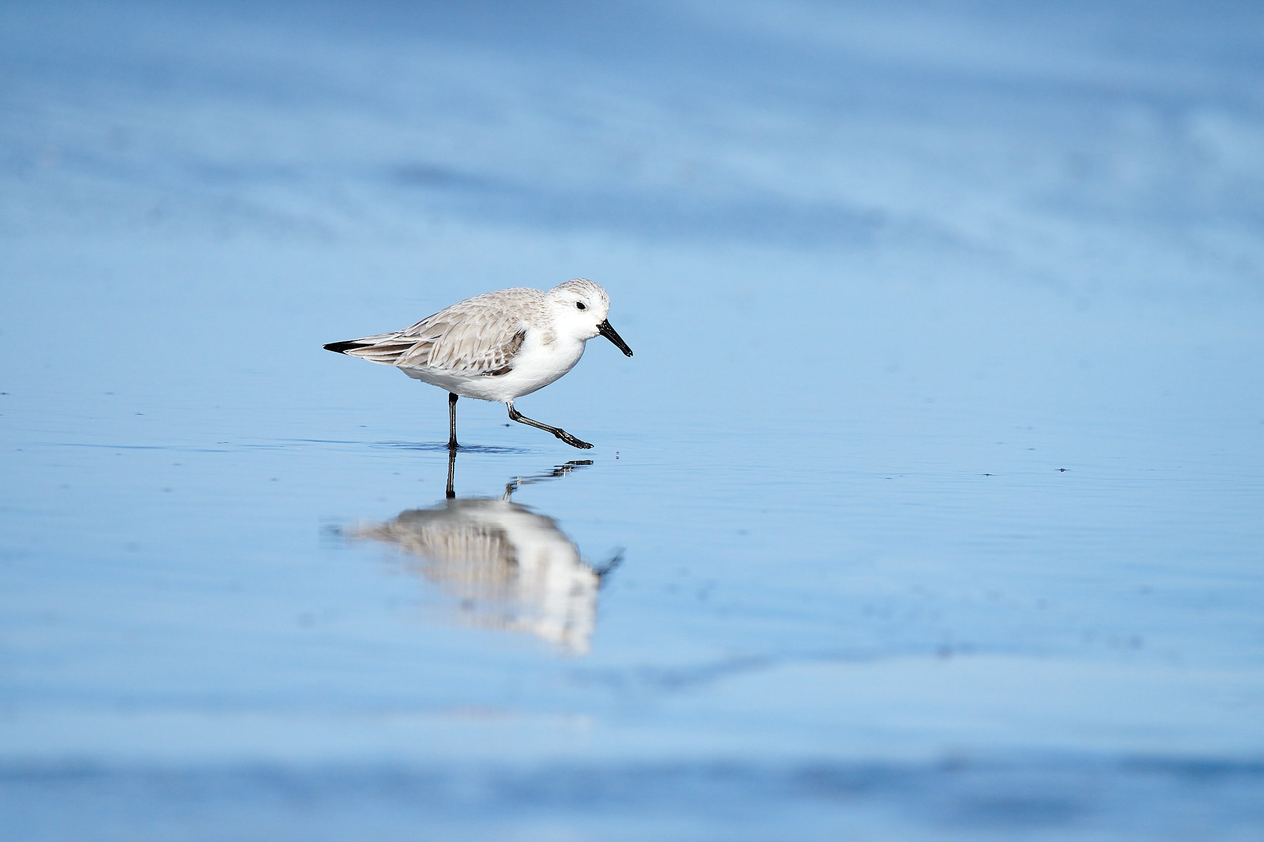 Sanderling