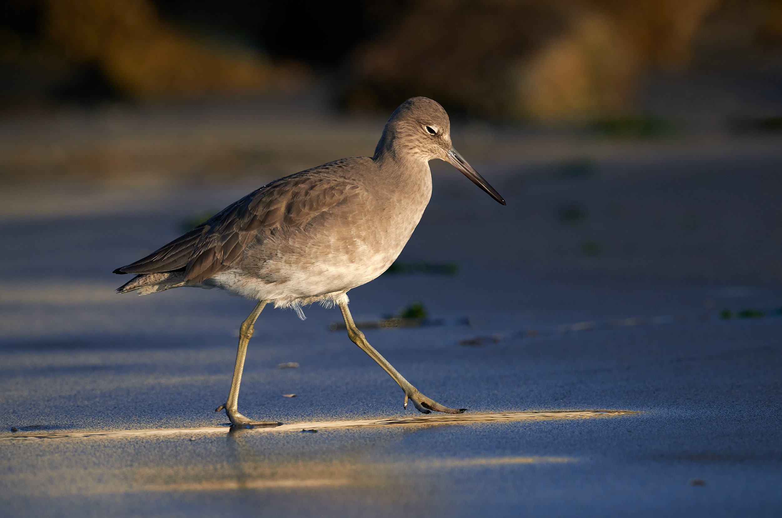 Willet