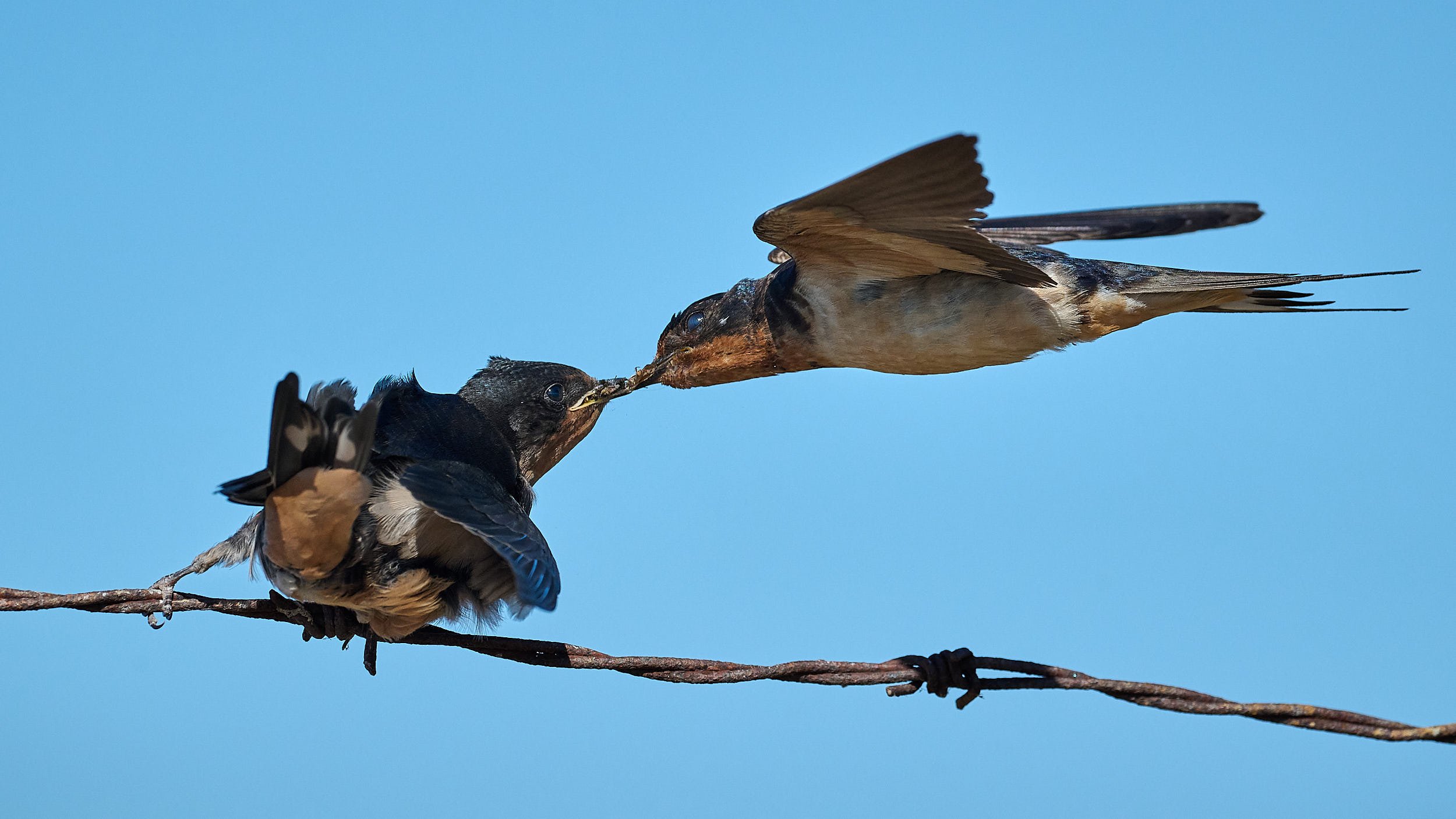Barn Swallow