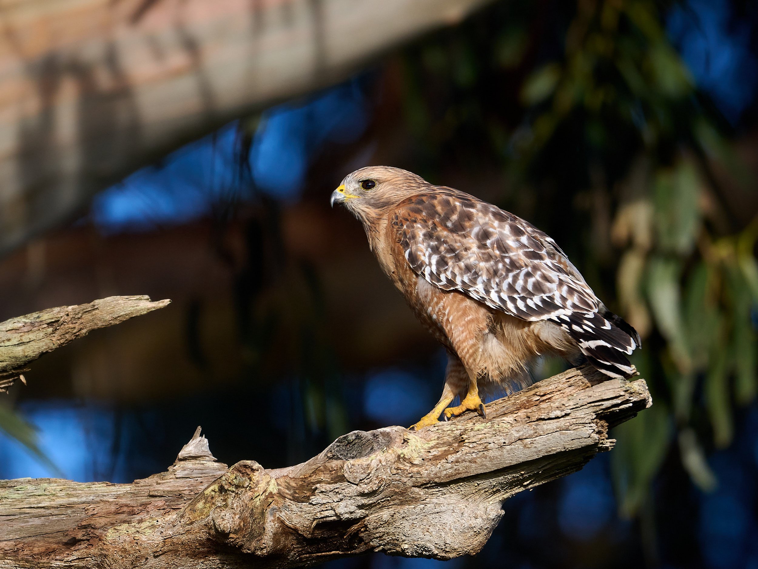 Red-shouldered Hawk