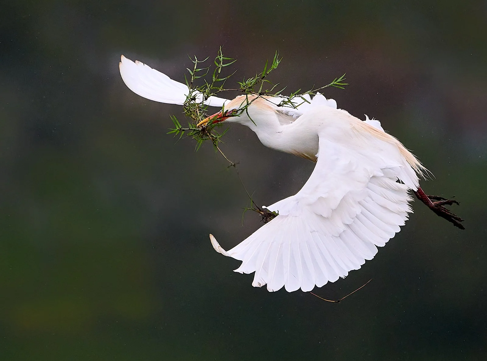 Cattle Egret