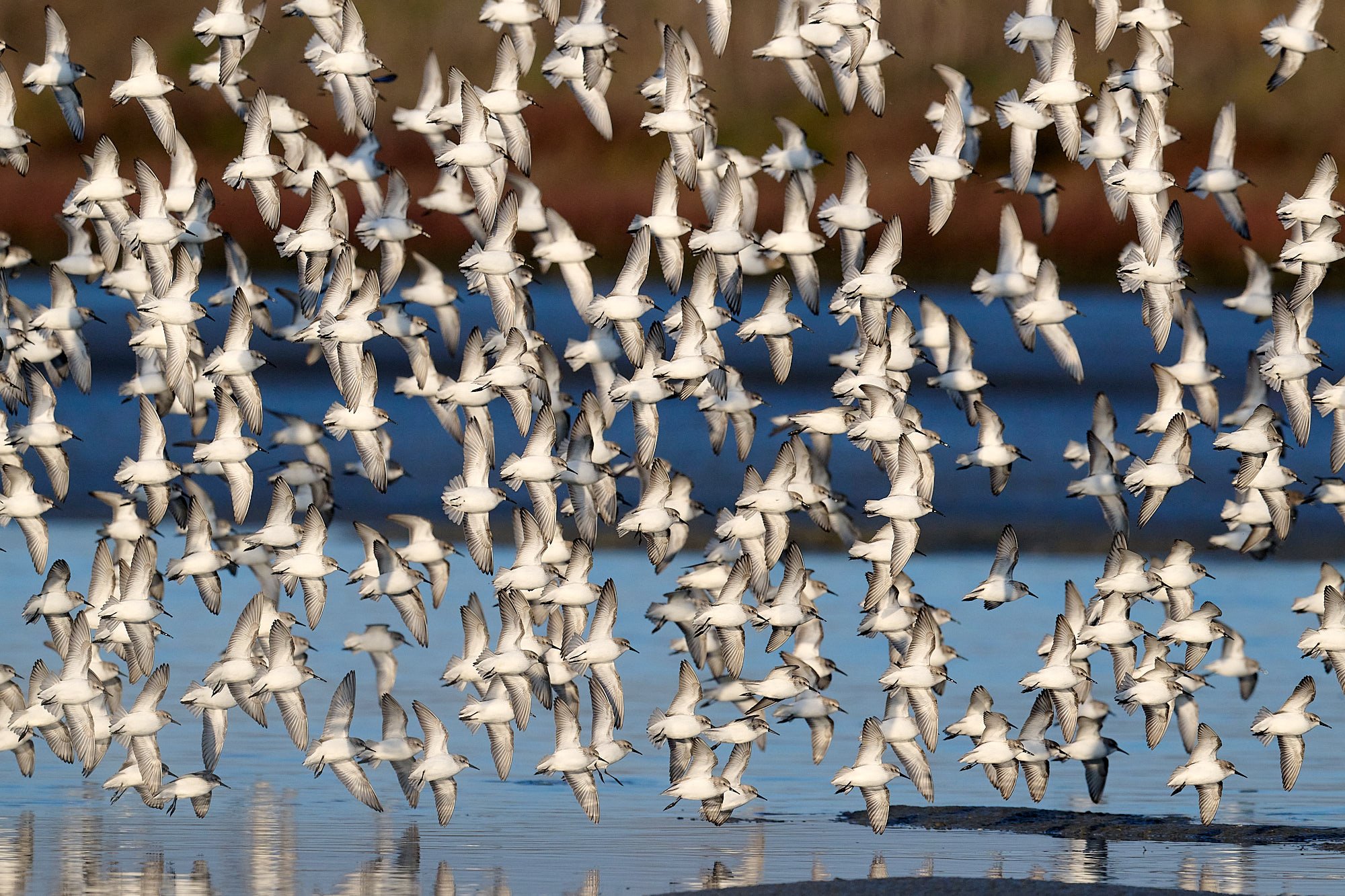 Western Sandpiper
