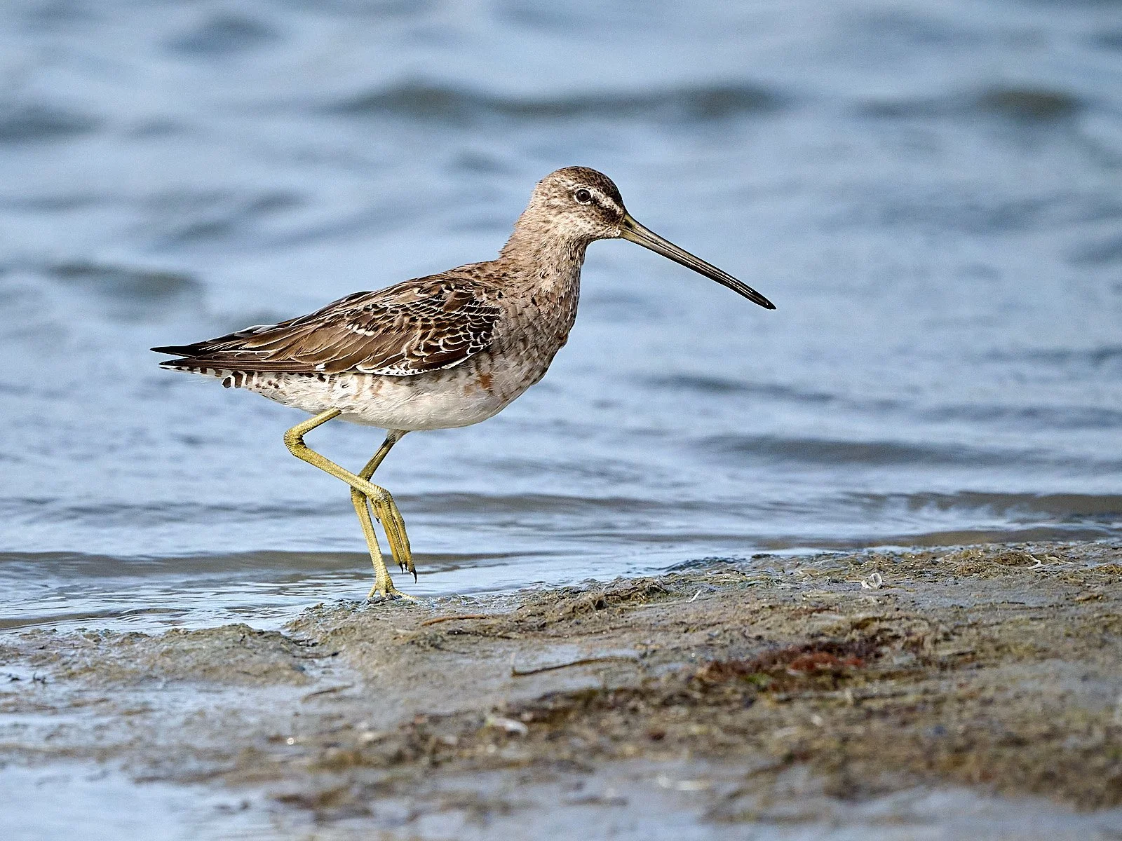 Long-billed Dowitcher