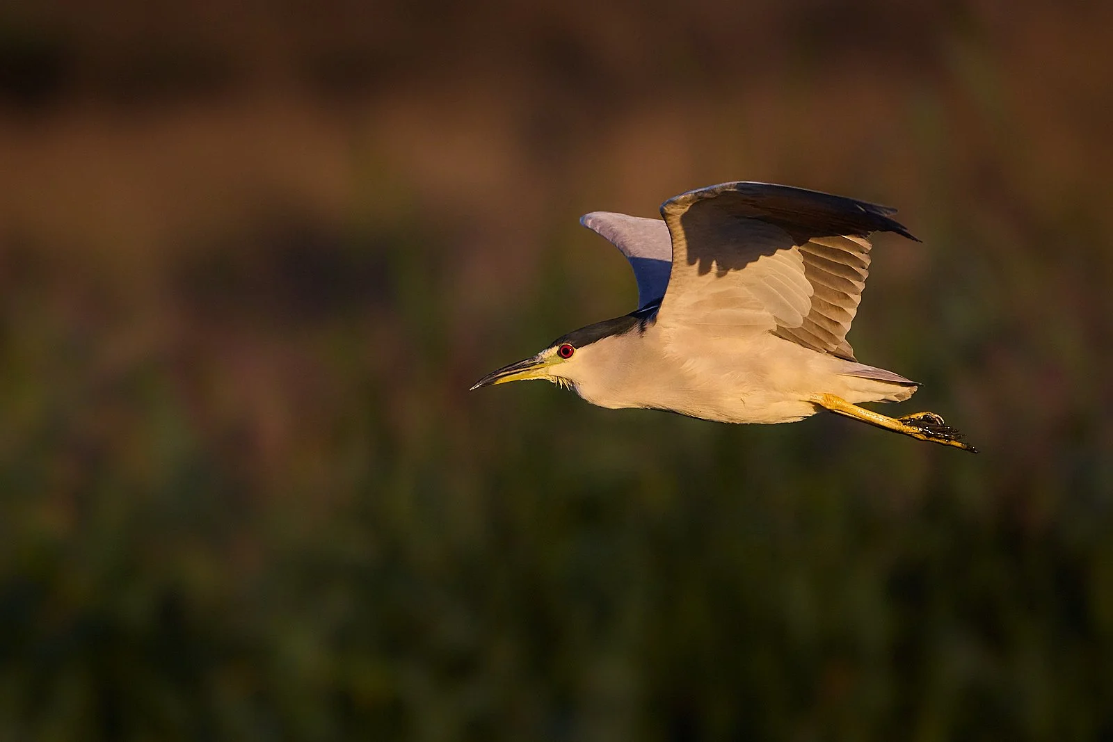 Black-crowned Nightheron