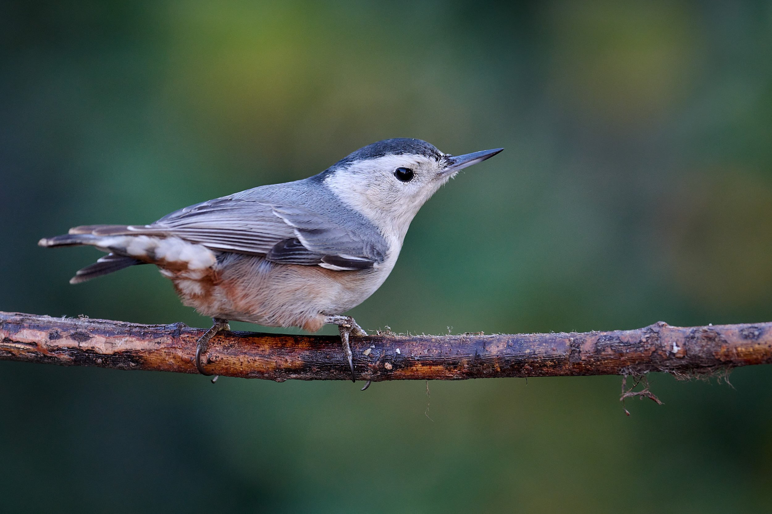 White-breasted Nuthatch