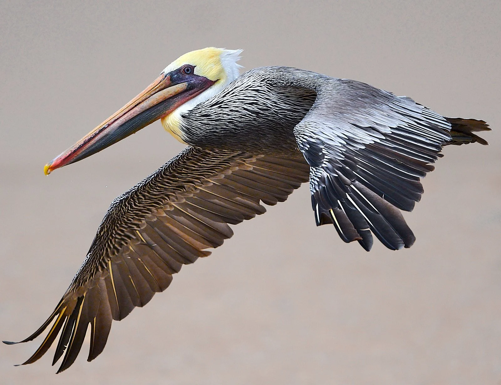 Brown Pelican