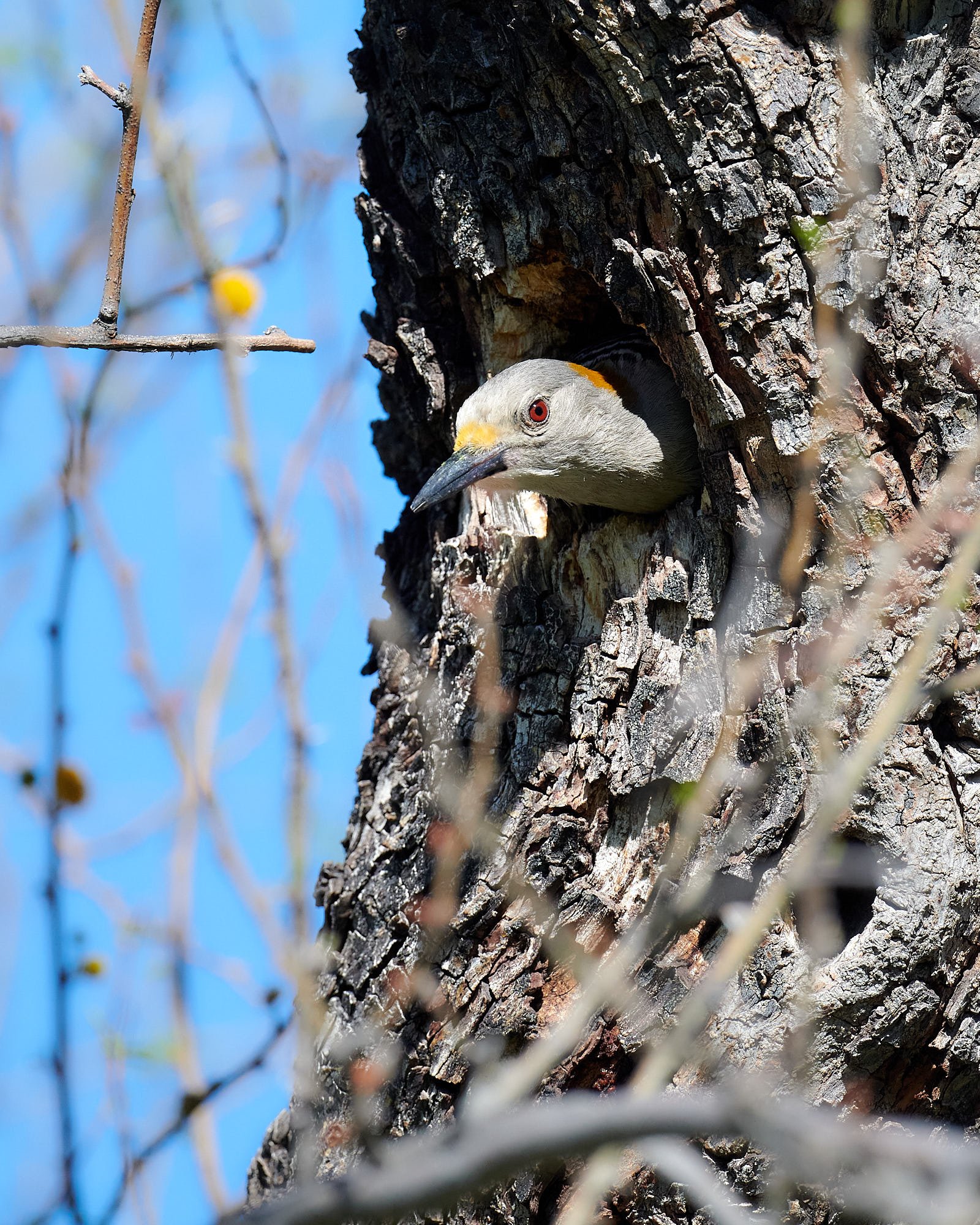 Golden-fronted Woodpecker