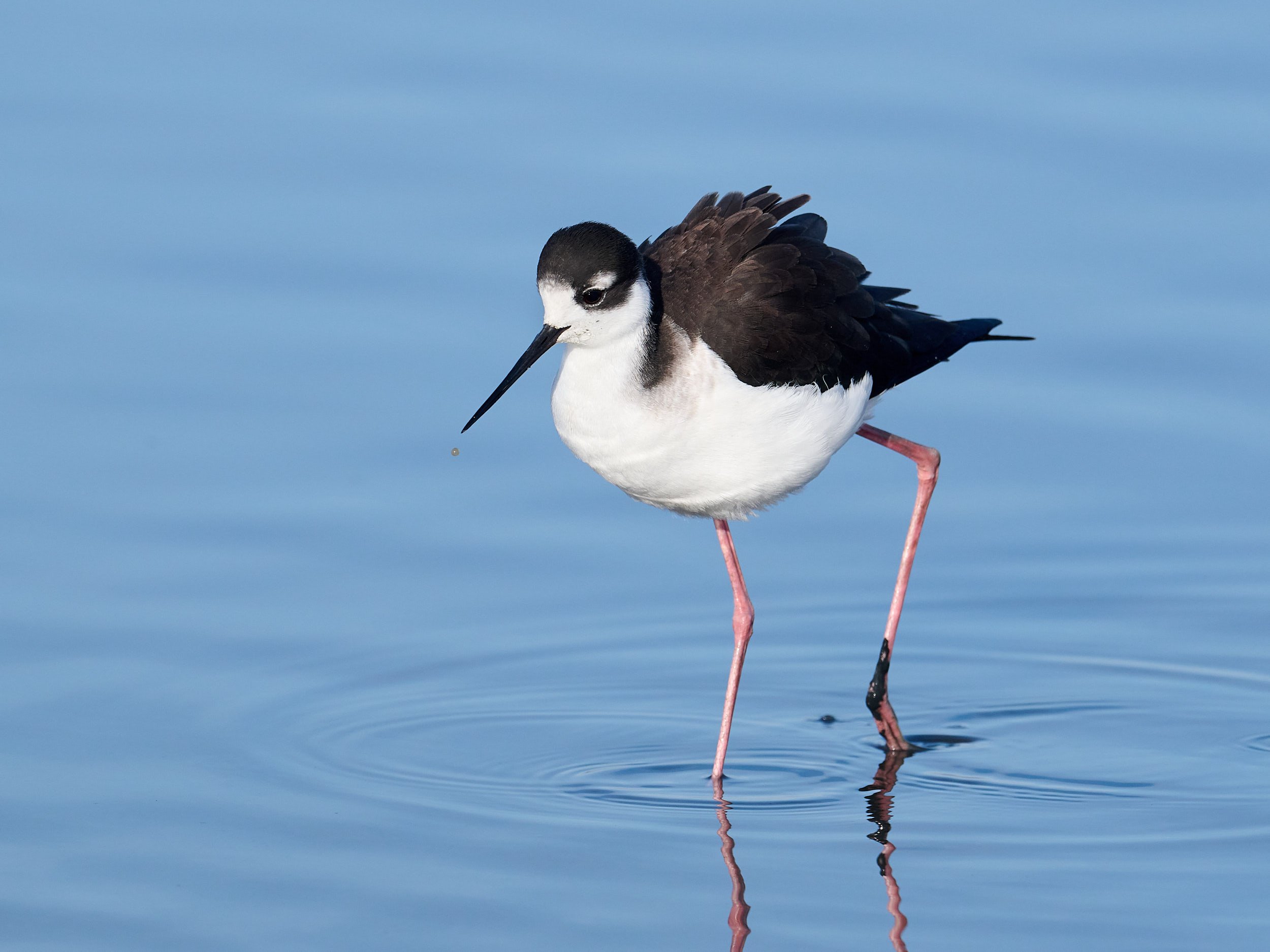 Black-necked Stilt
