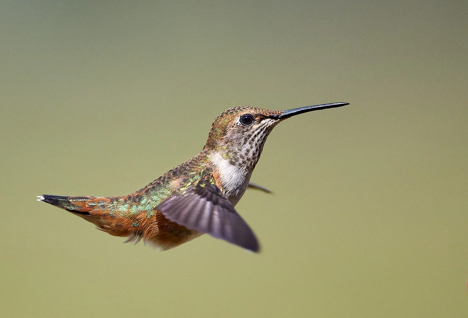 Rufous Hummingbird