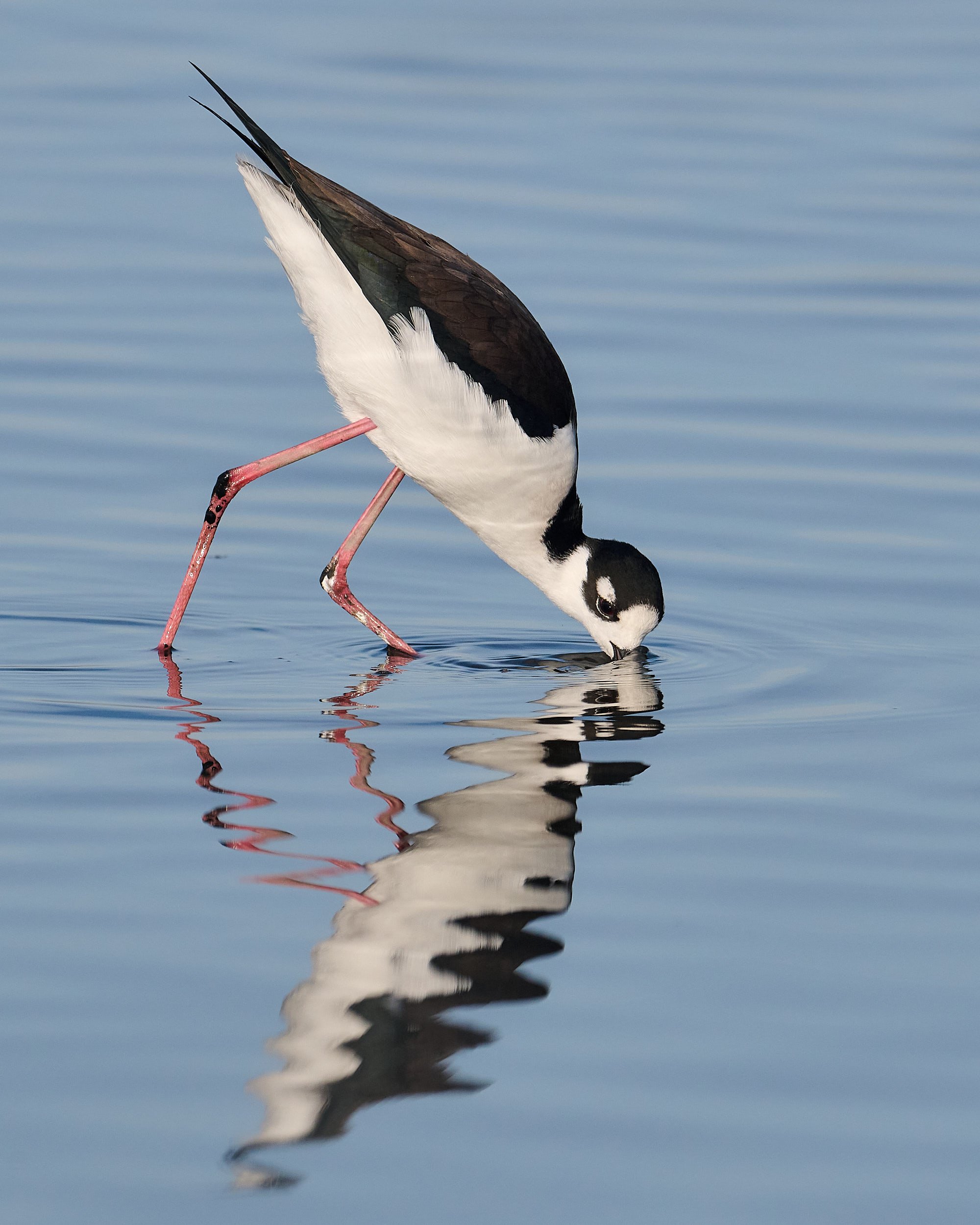 Black-necked Stilt