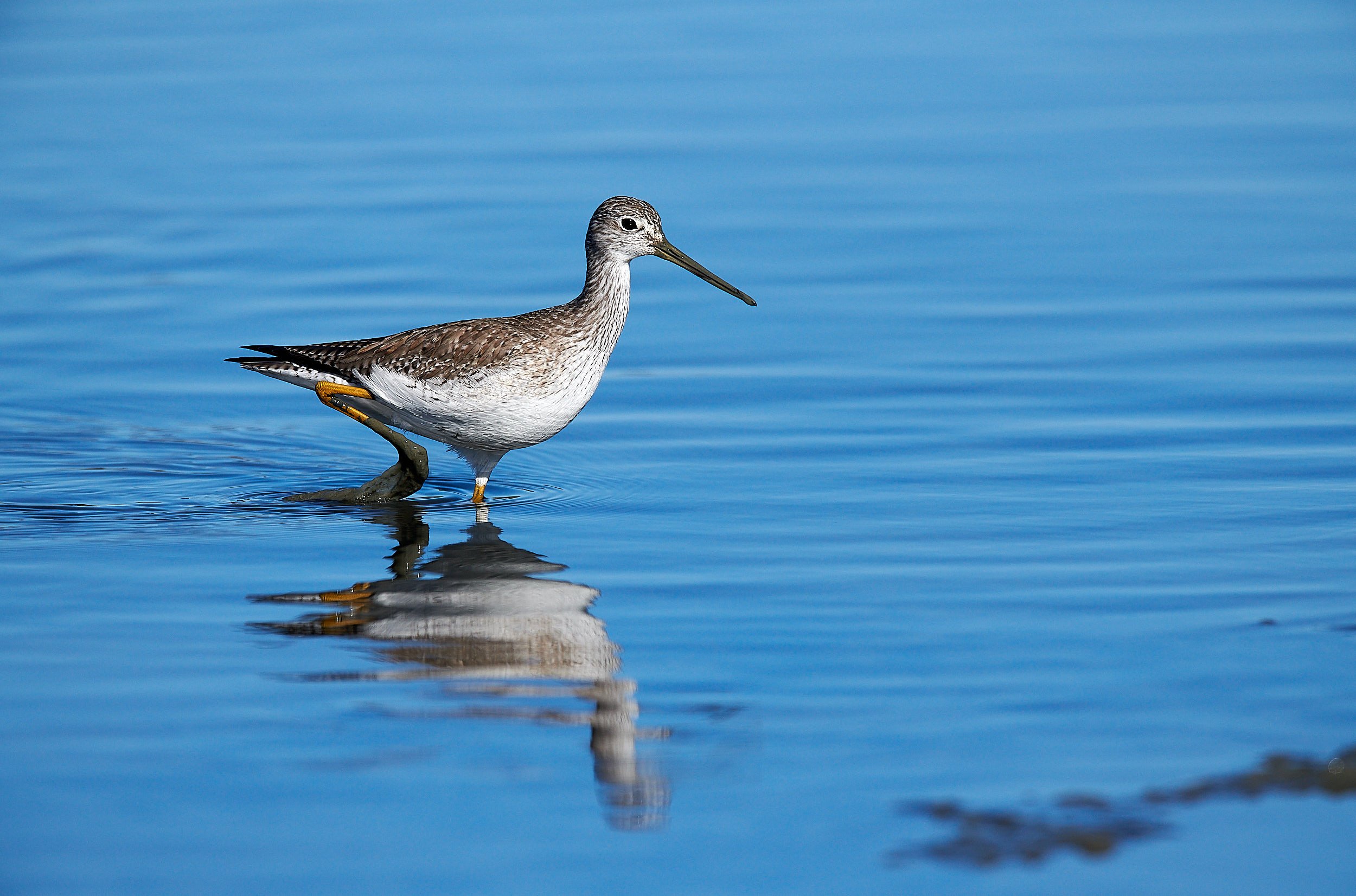 Greater Yellowlegs