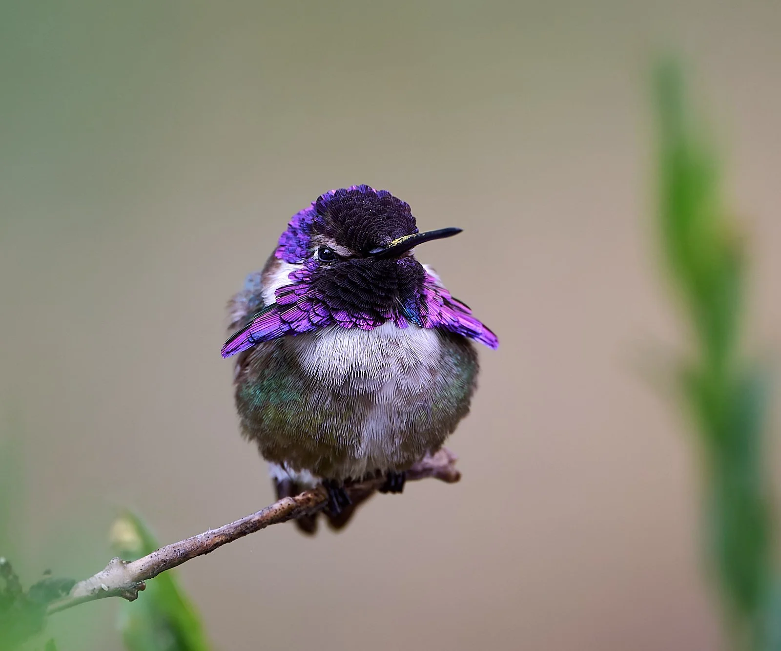 Costa's Hummingbird