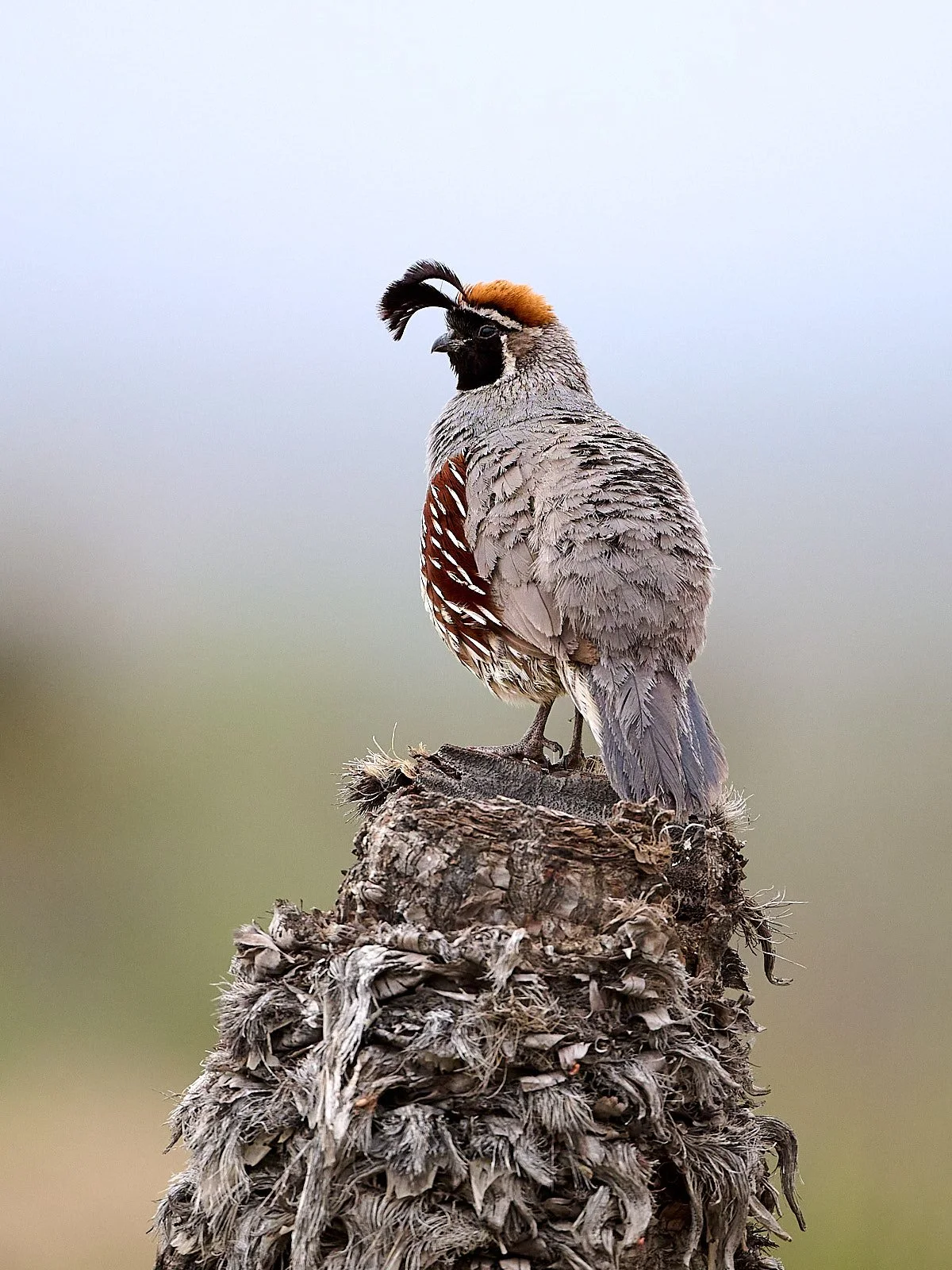 Gambel's Quail