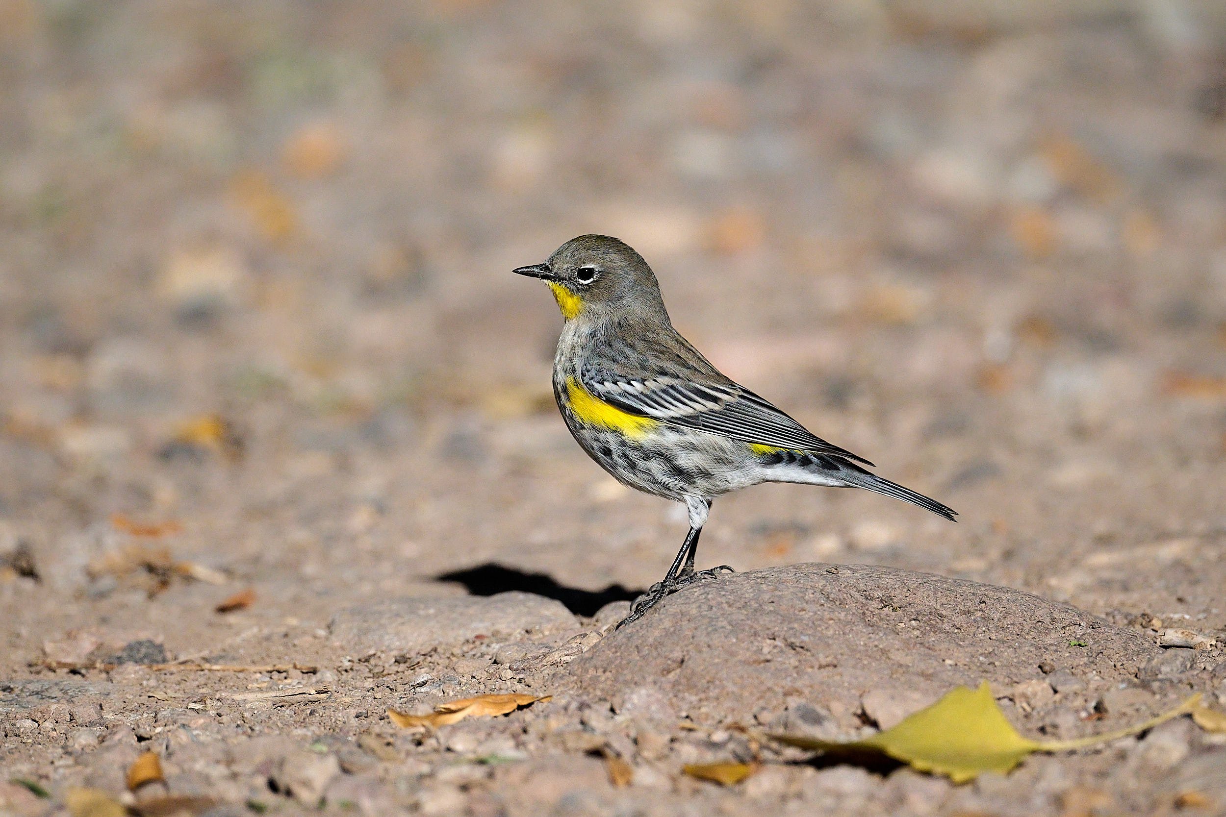 Yellow-rumped Warbler