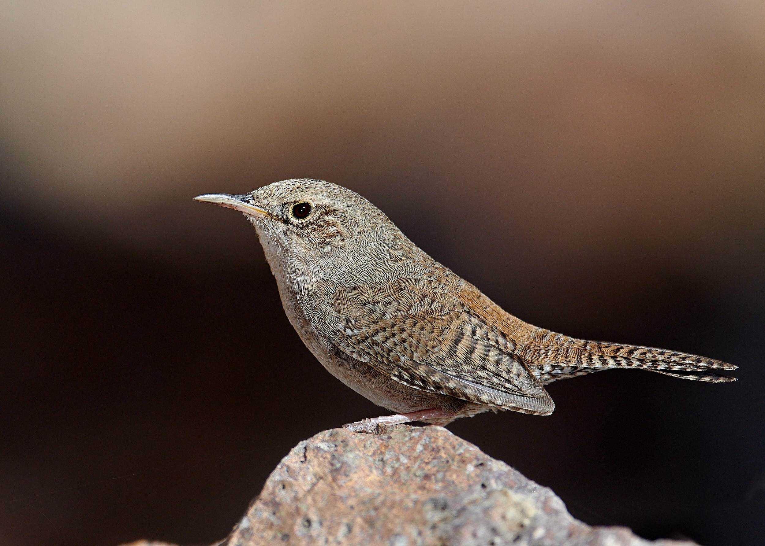 House Wren
