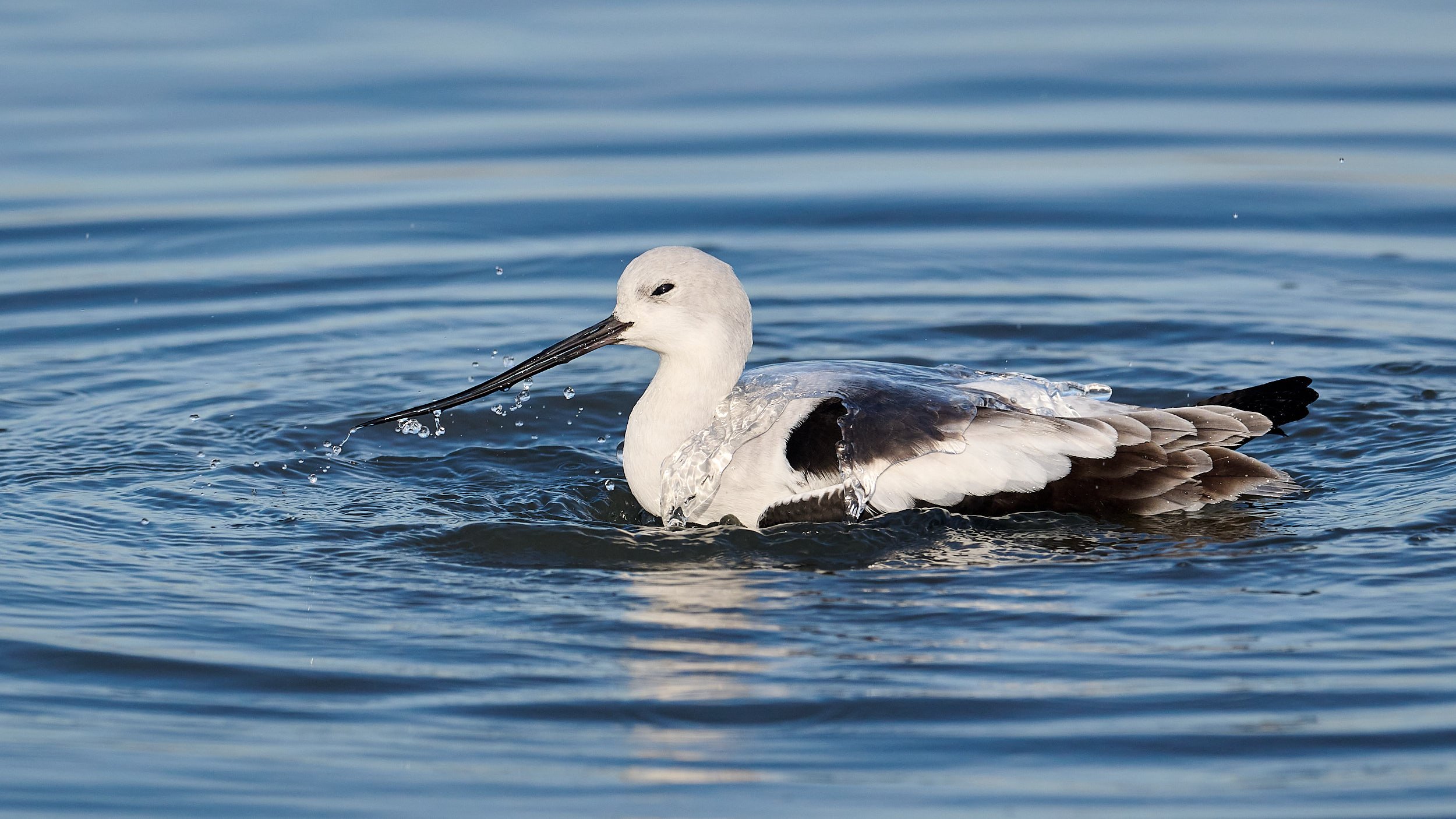 Avocet