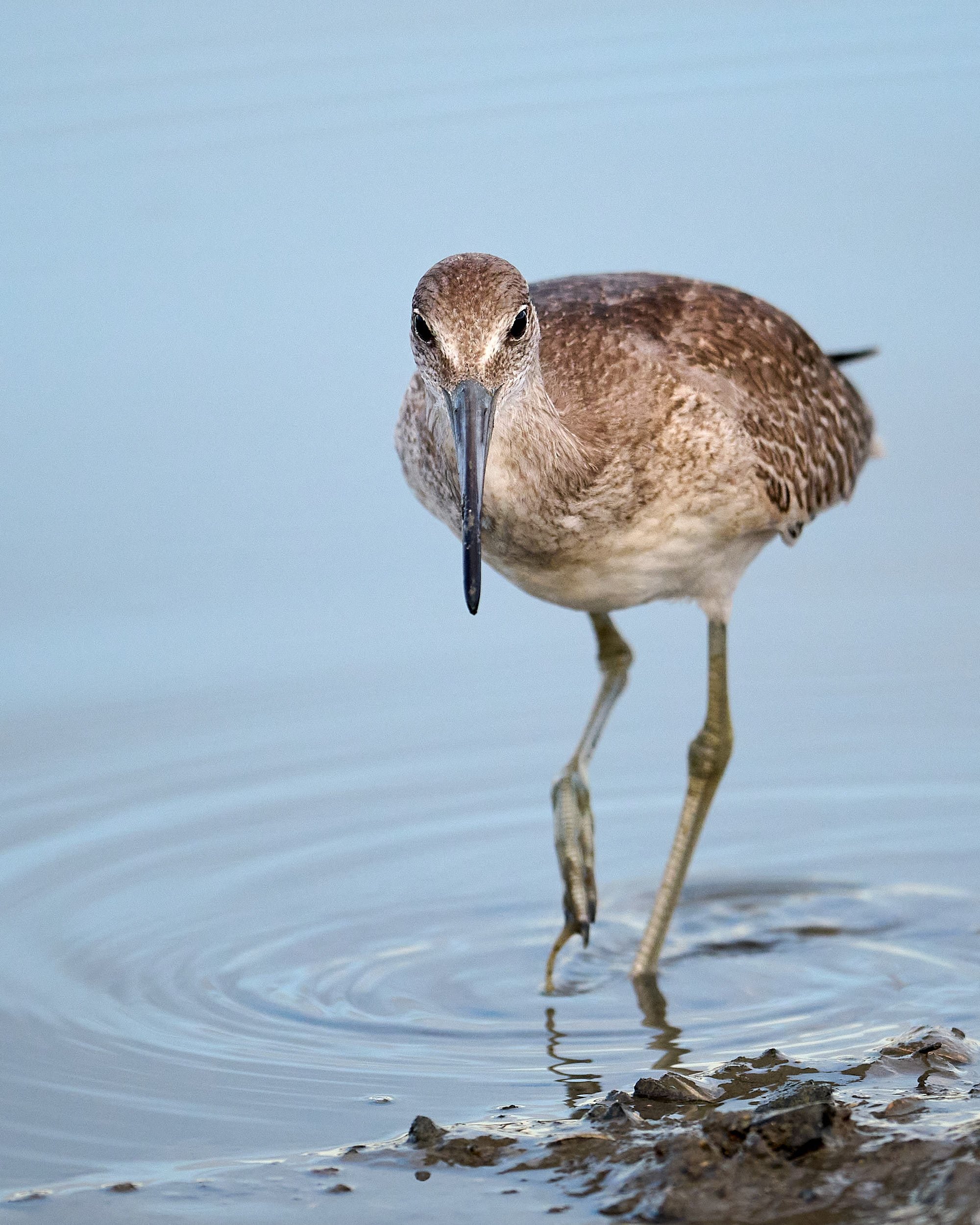 Willet