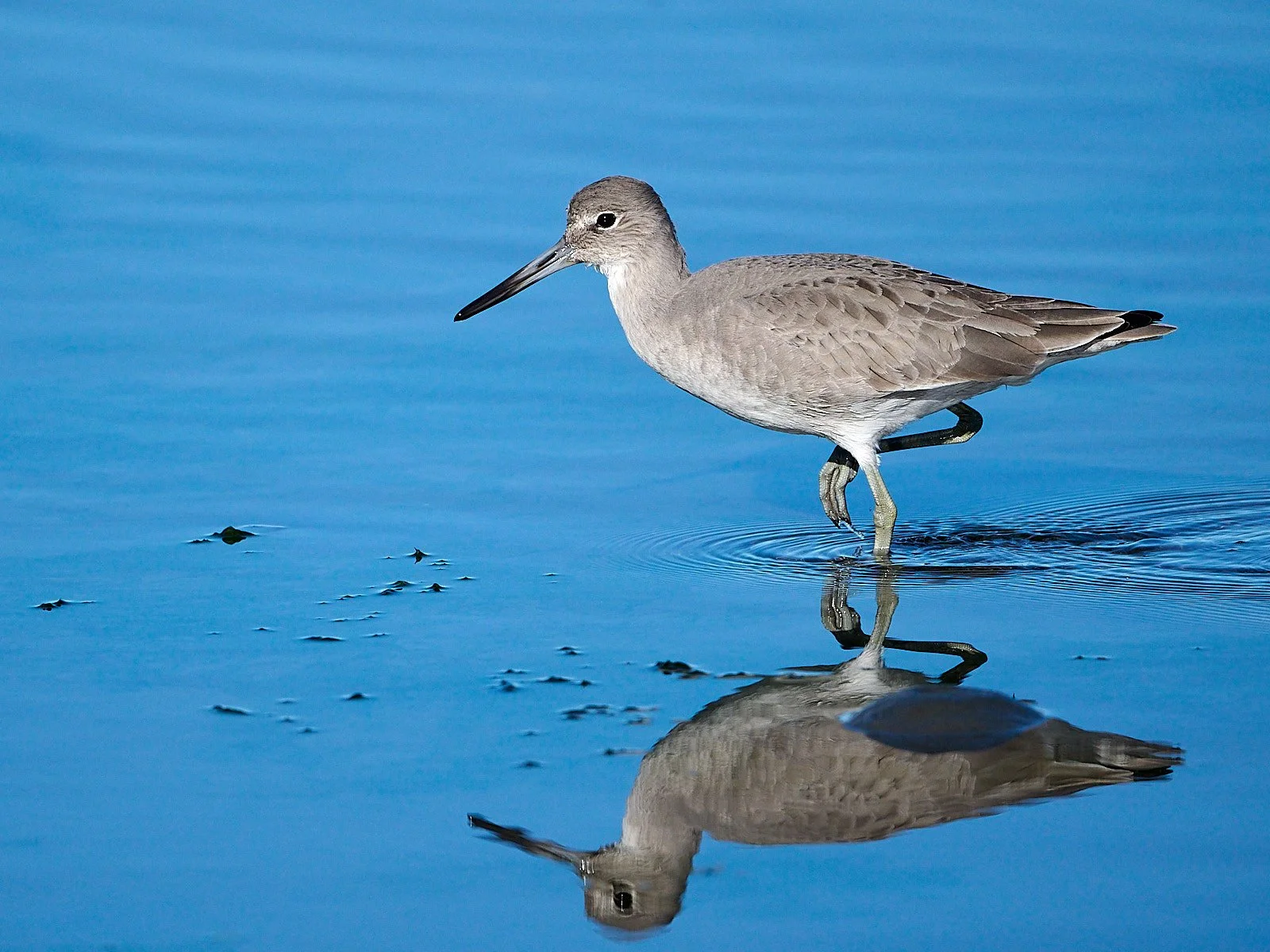 Willet