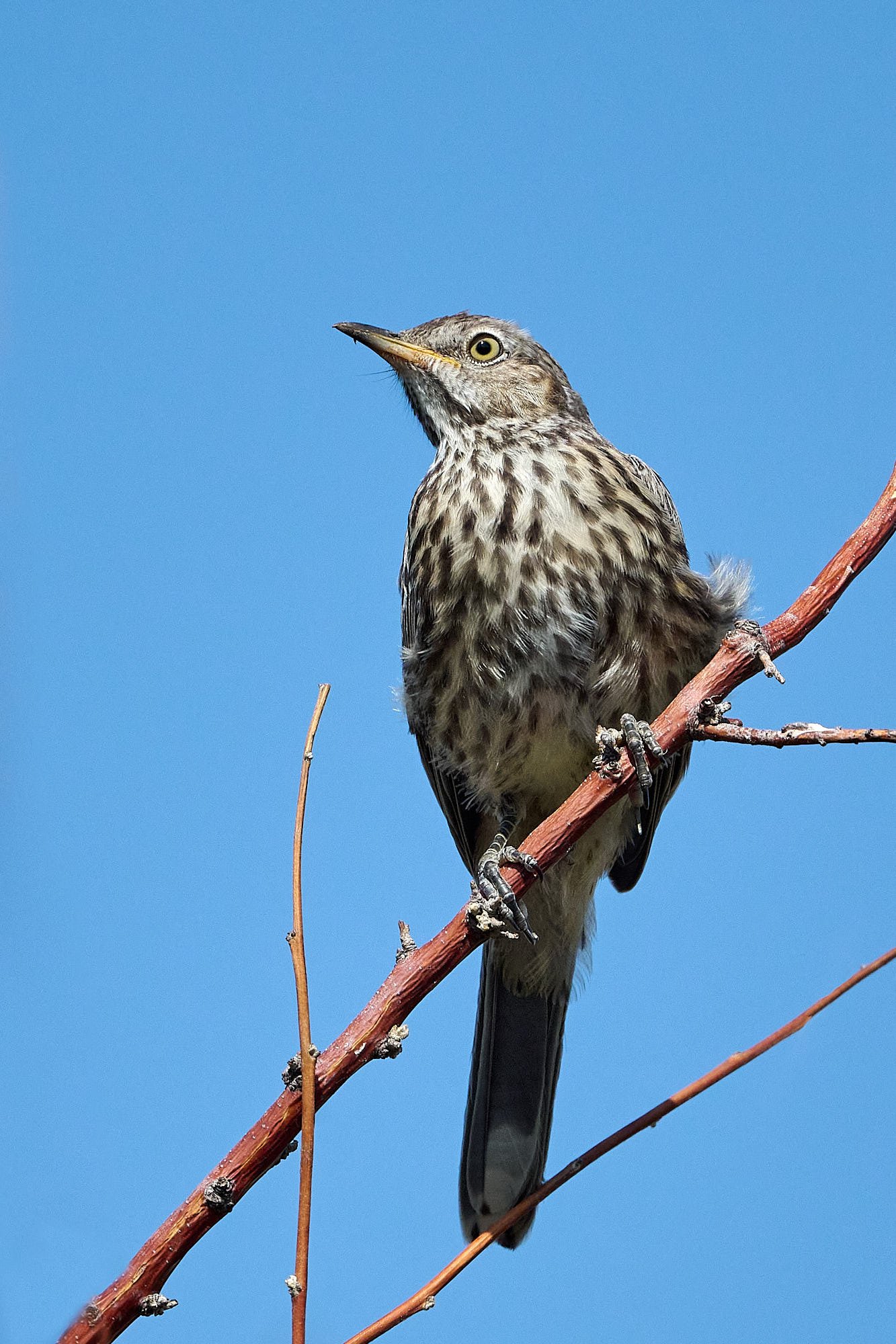 Sage Thrasher