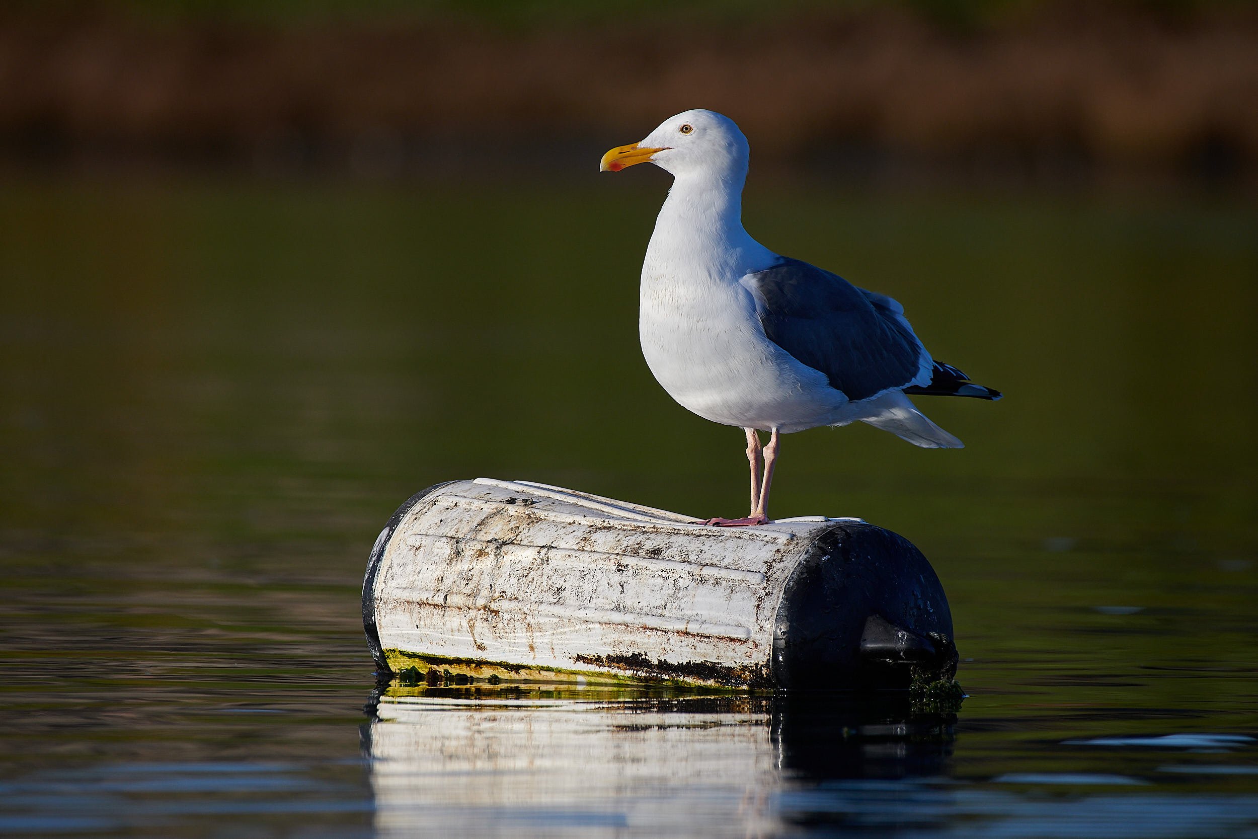 Western Gull
