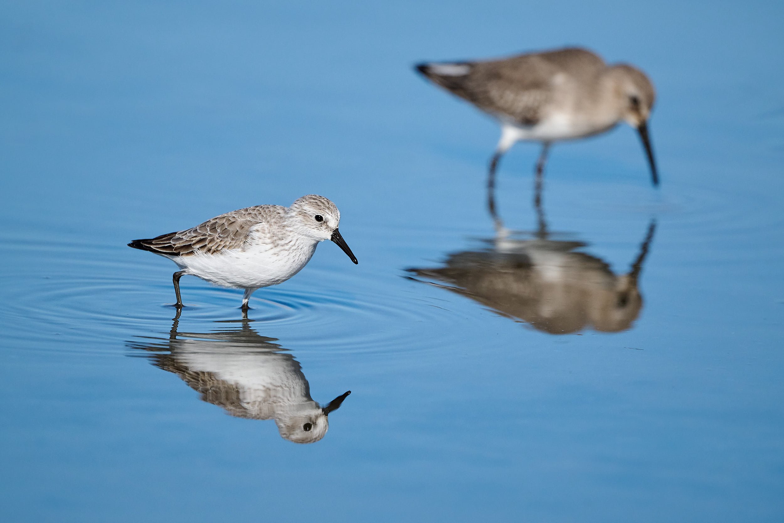 Western Sandpiper & Dunlin