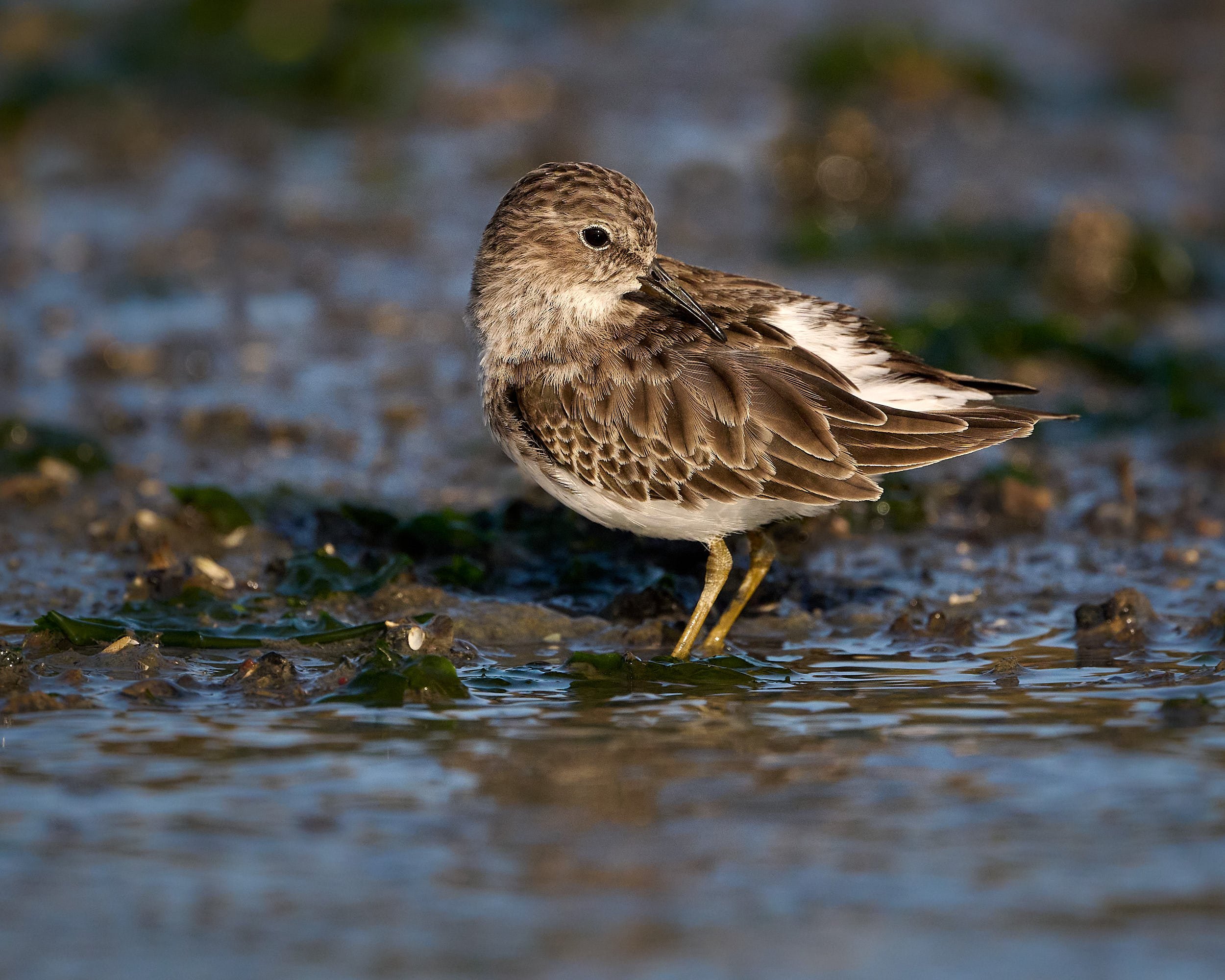 Least Sandpiper