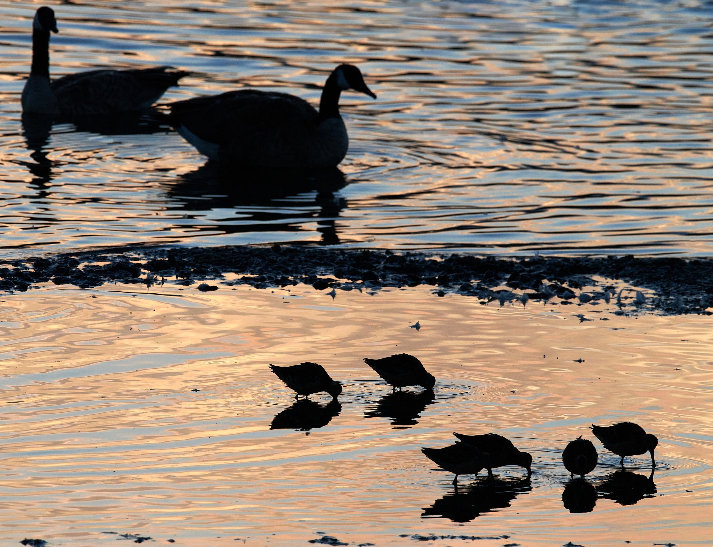 Long-billed Dowitcher