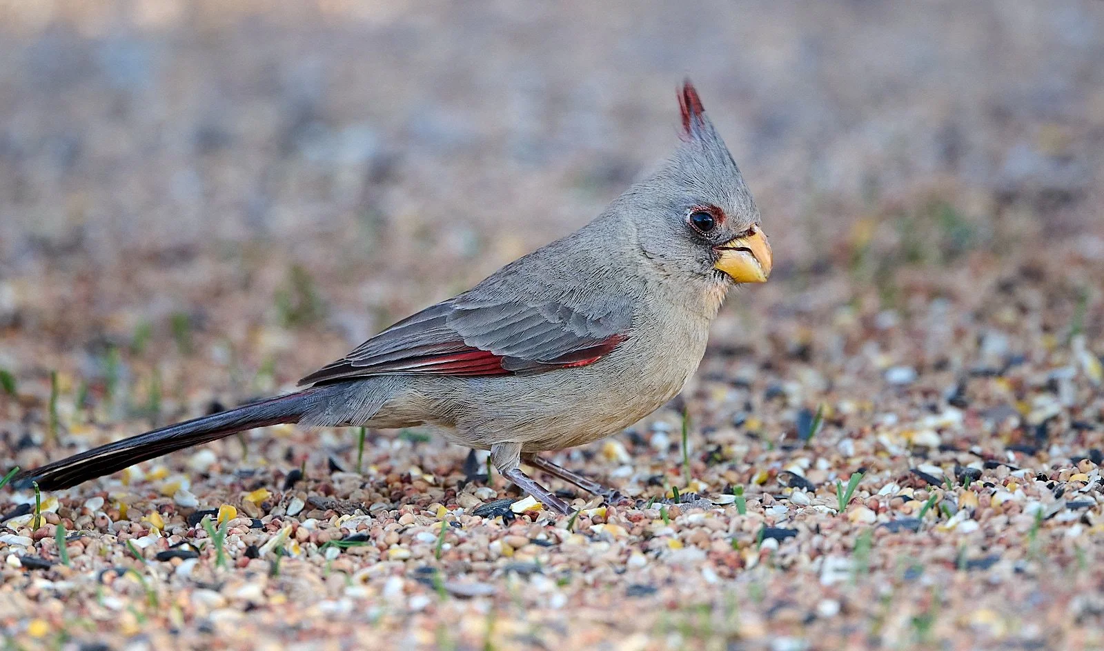 Pyhrruloxia