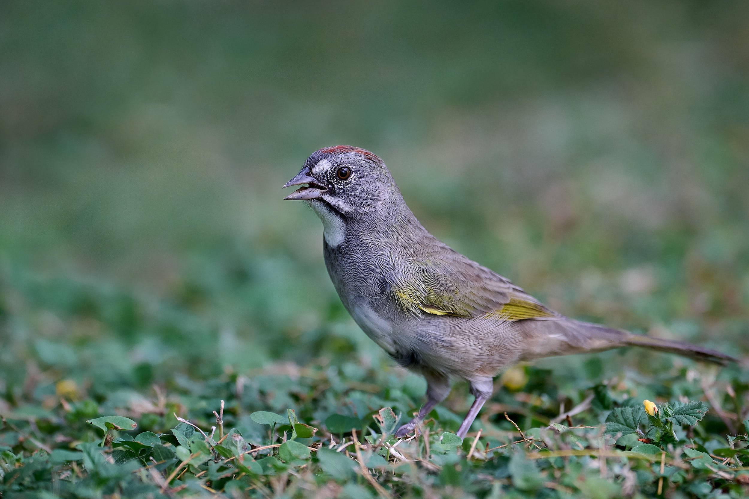 Green-tailed Towhee
