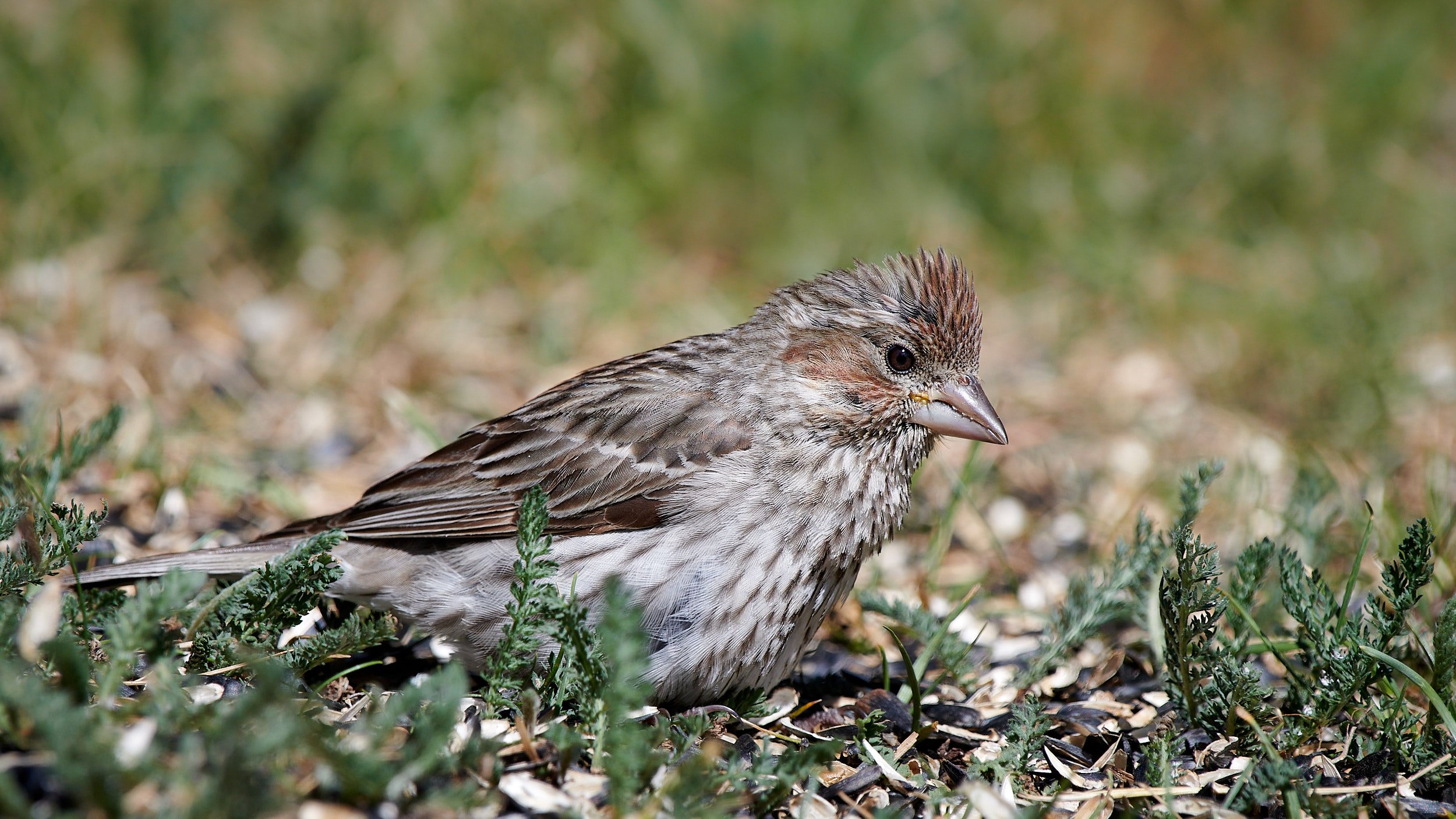 Cassin's Finch