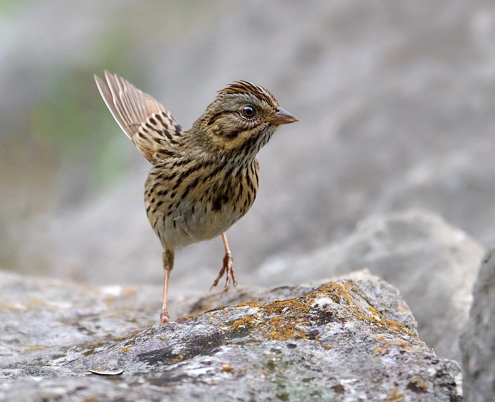 Lincoln's Sparrow