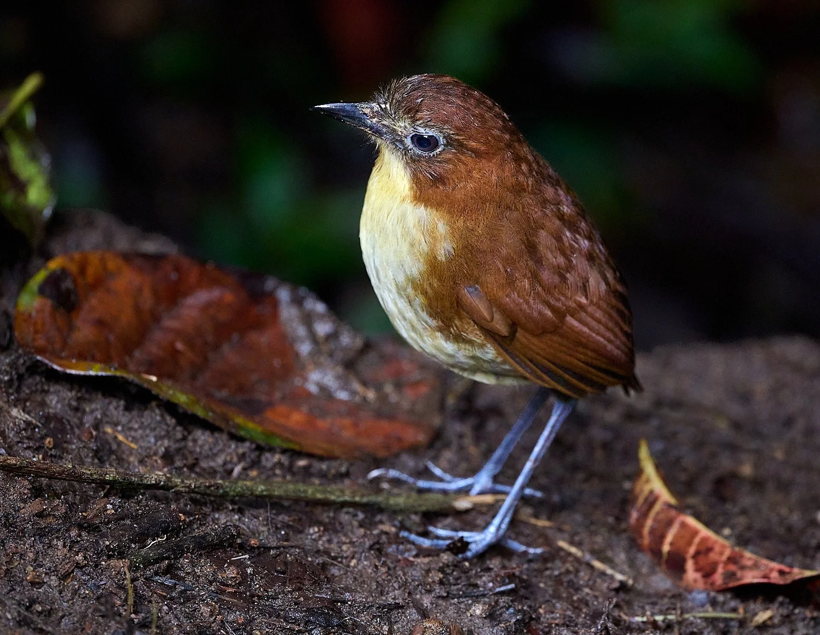 Yellow-breasted Antpitta