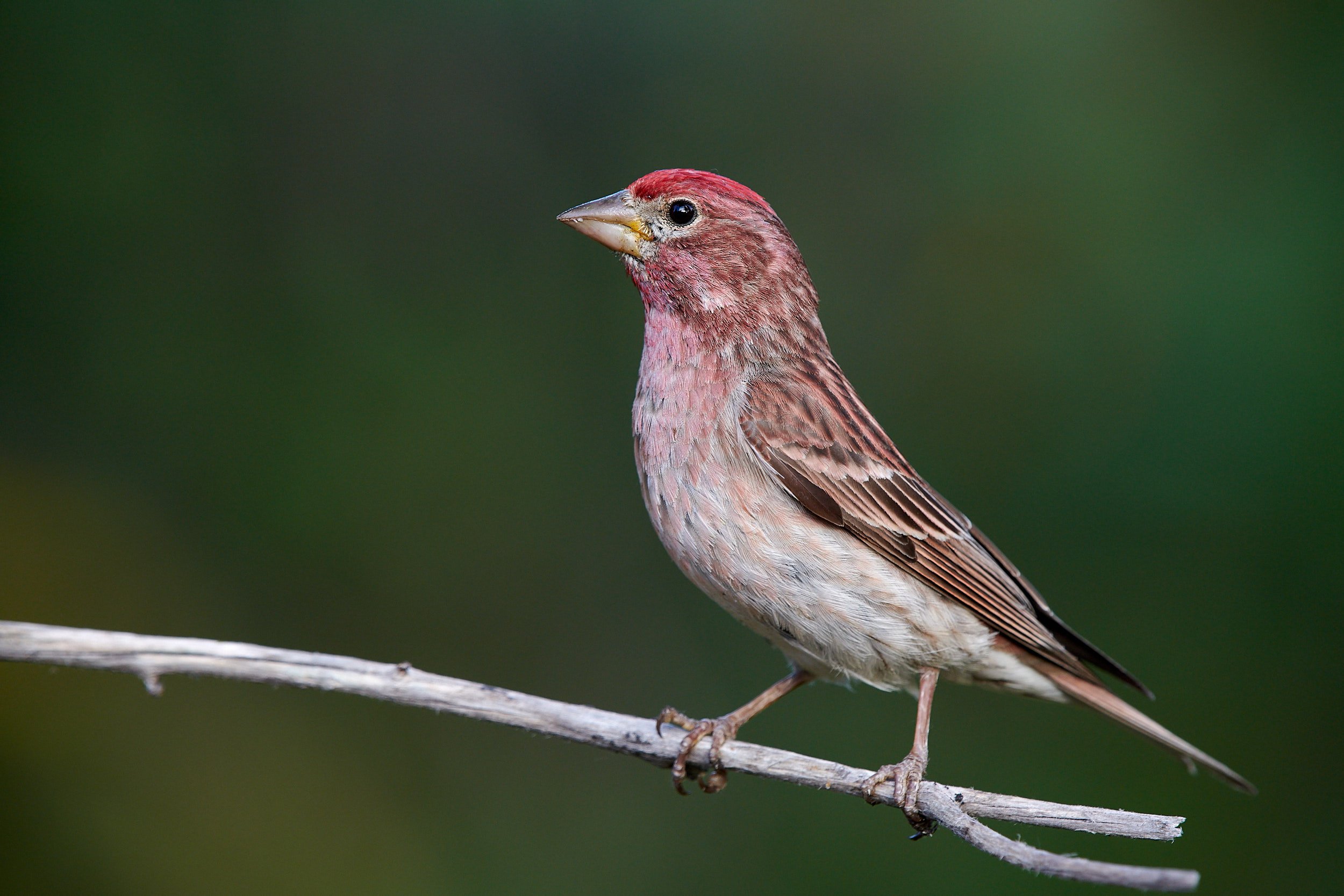 Cassin's Finch